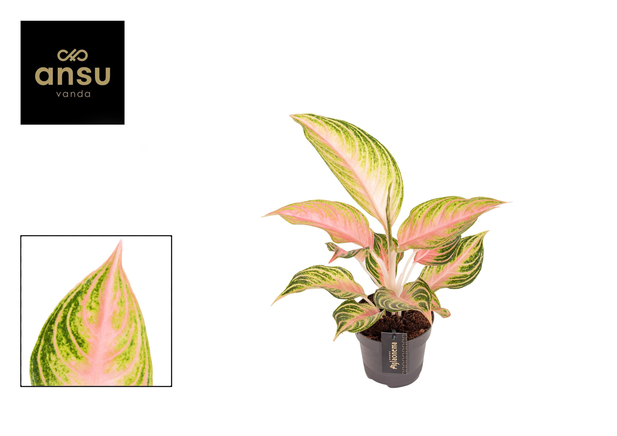 Aglaonema Eyecatcher, D 12 cm