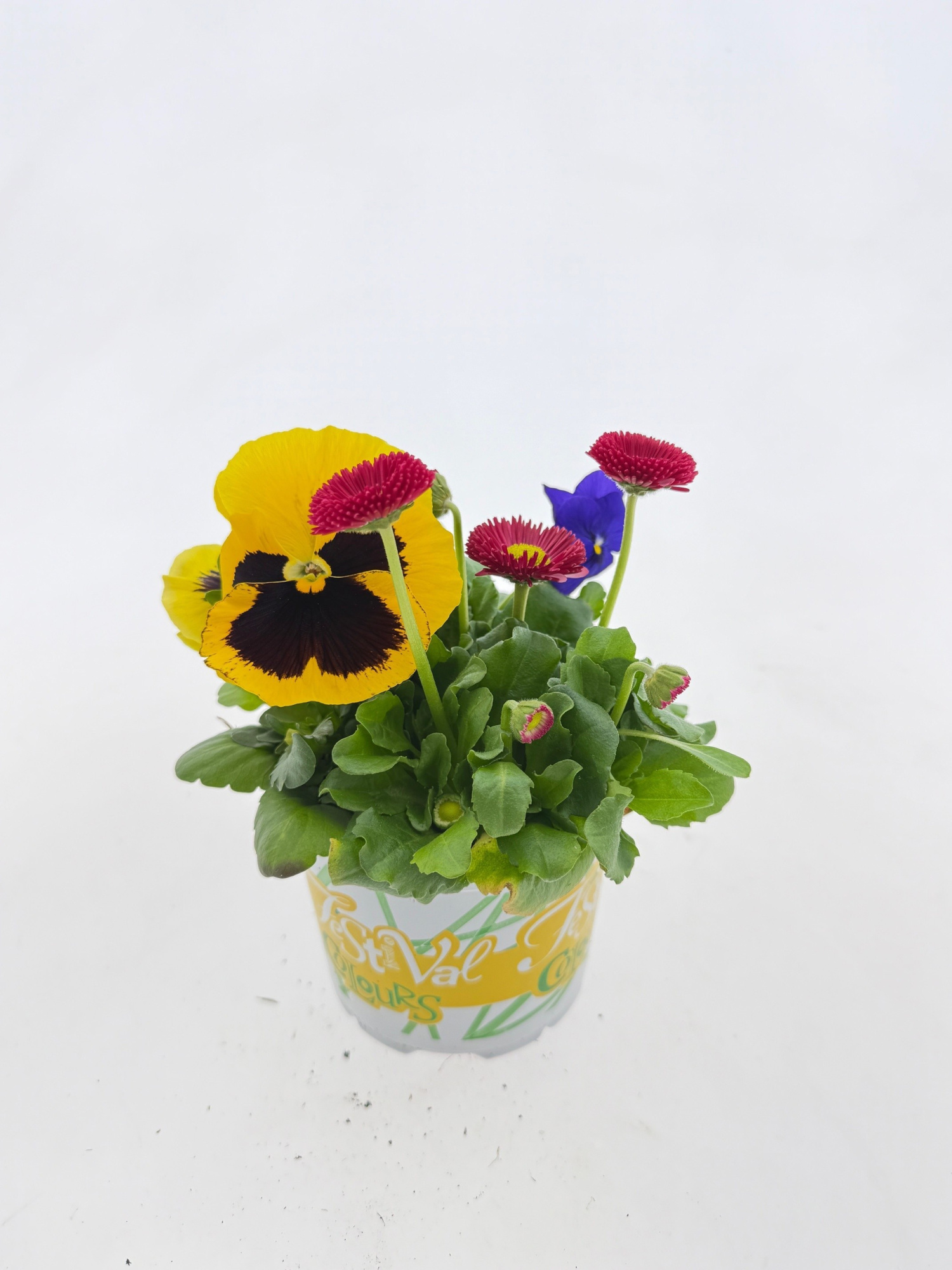 P12 Festival Colours Viola Parade geel rood, D 12