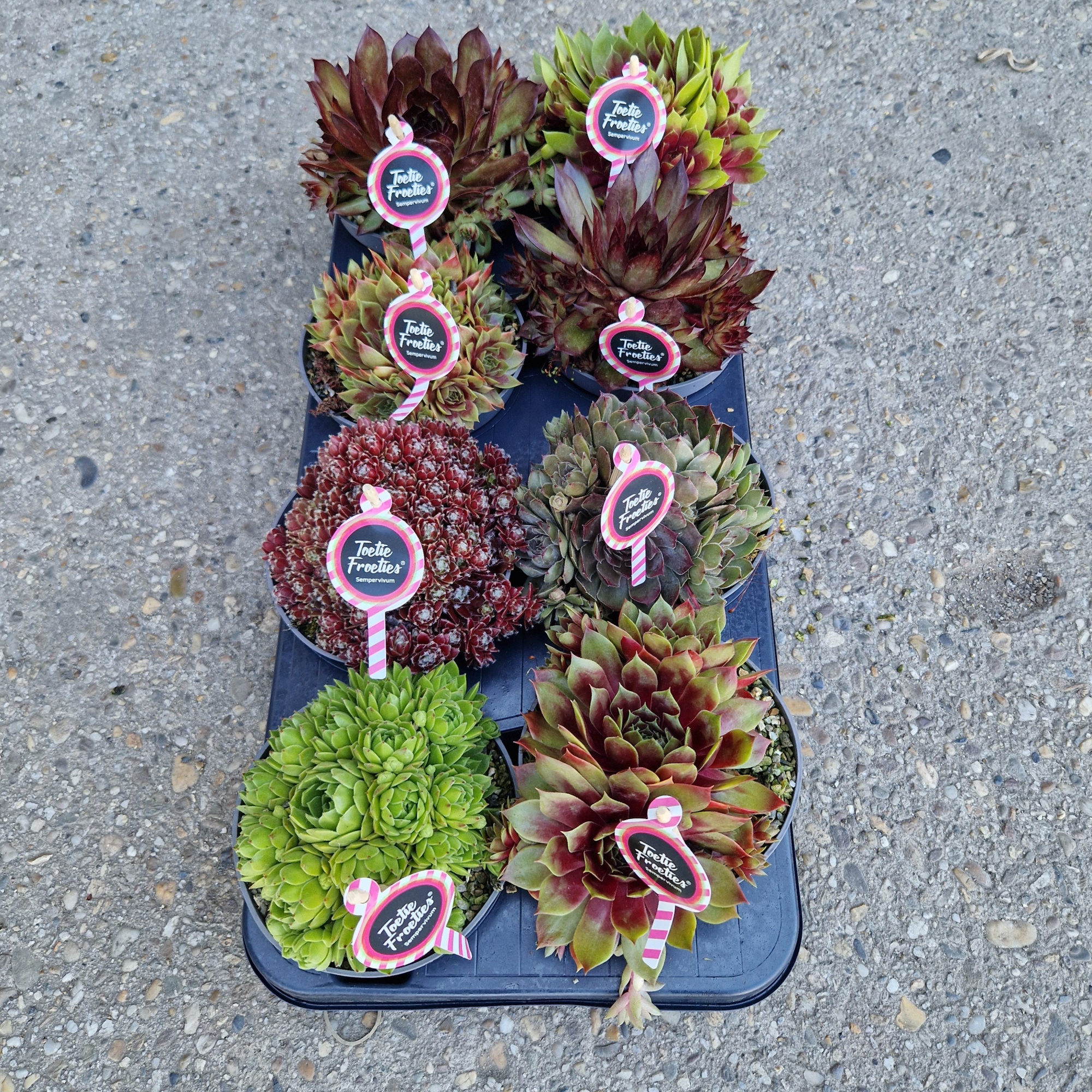 Sempervivum Toetie Froeties ® schaaltje 13, Mix per Tray, D 13 cm