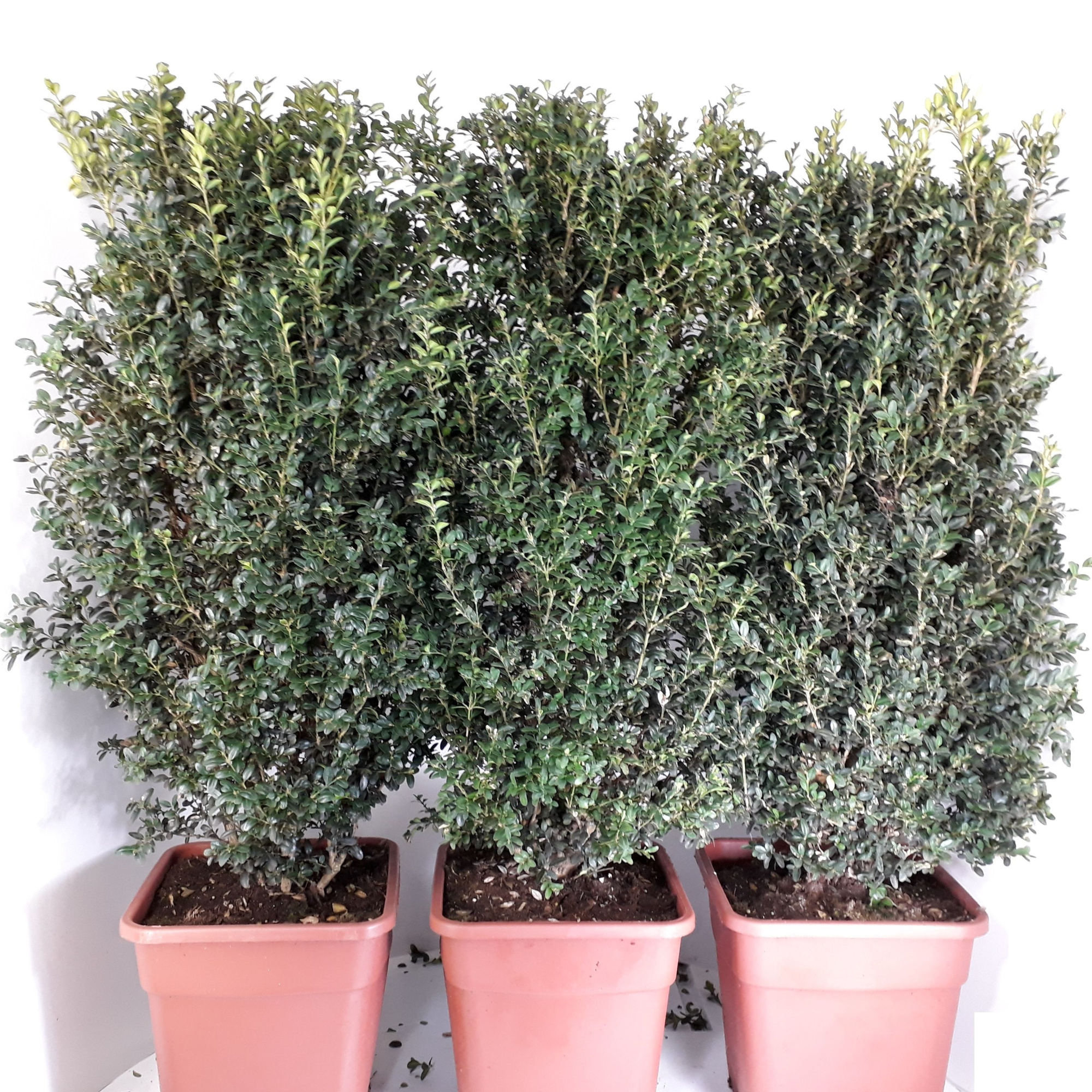 Buxus Sempervirens 90-100cm hegvorm, D 30