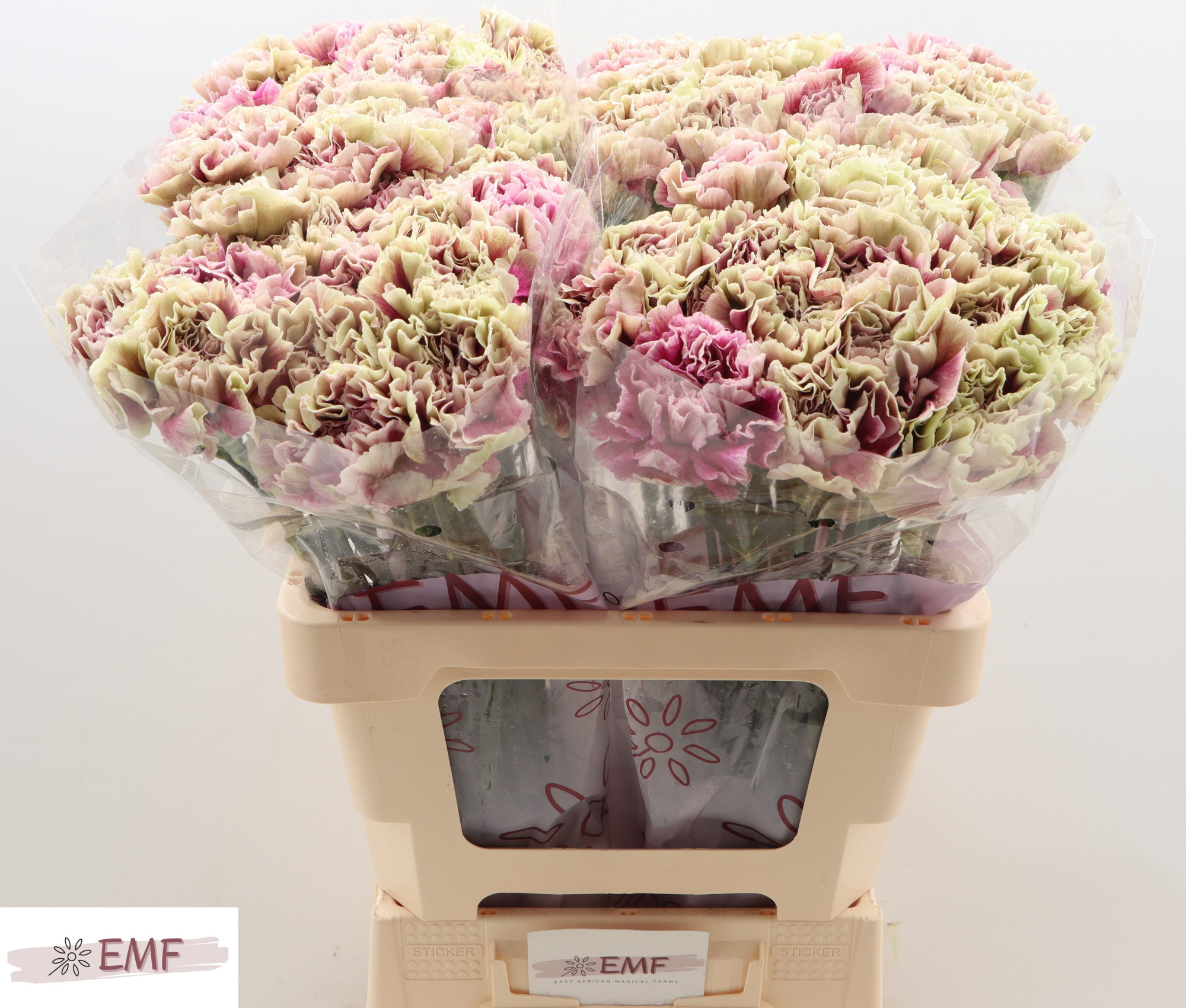 Диантус од. Антигуа (зелено-роз.), шт.