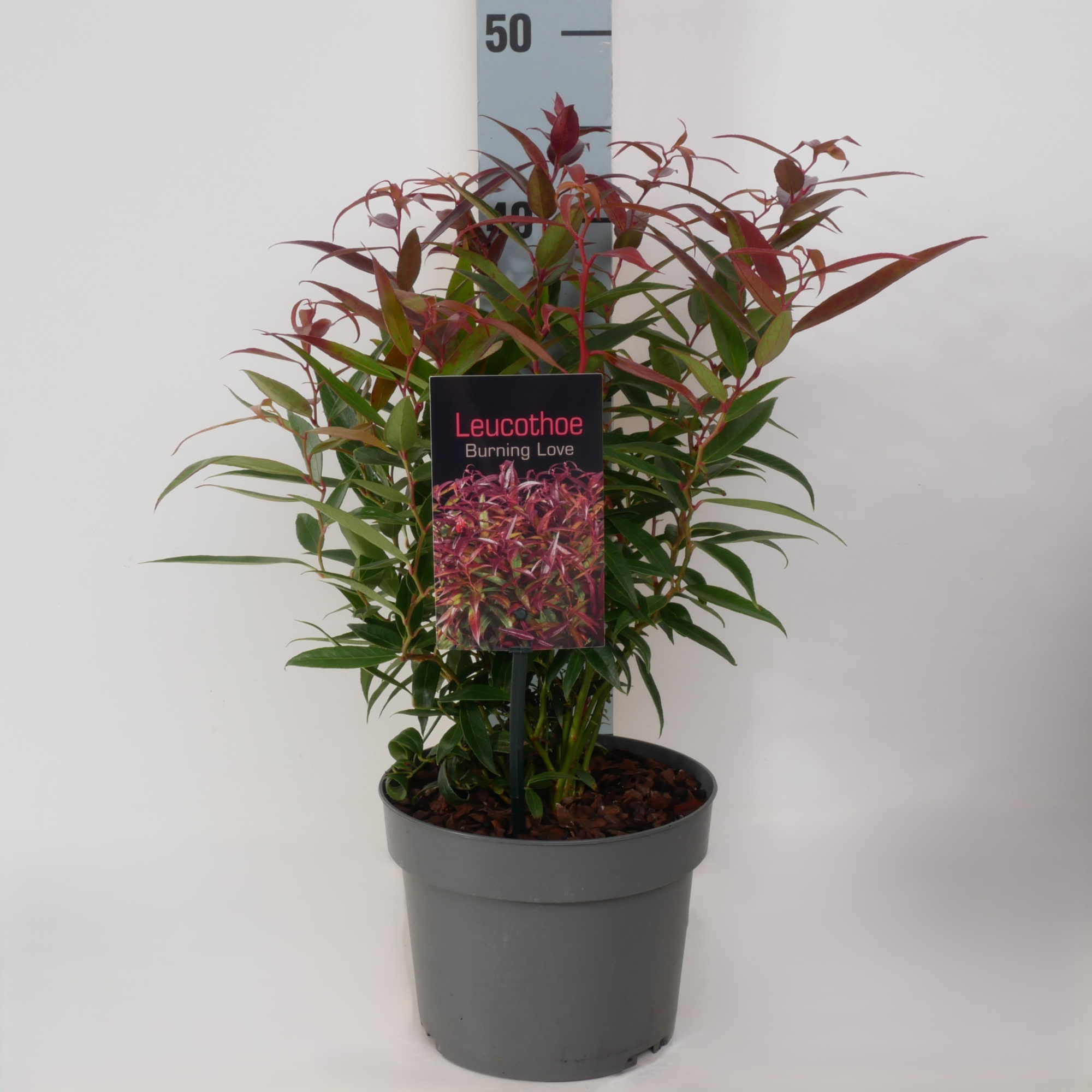 Leucothoe keiskei 'Burning Love' P17, D 17
