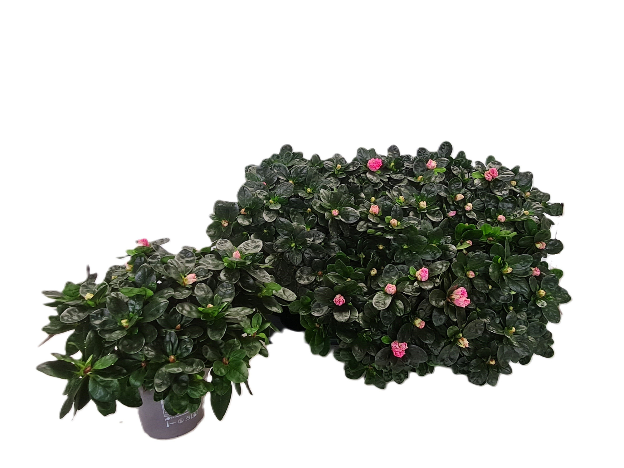 Gekoelde vogel Inka, D 14