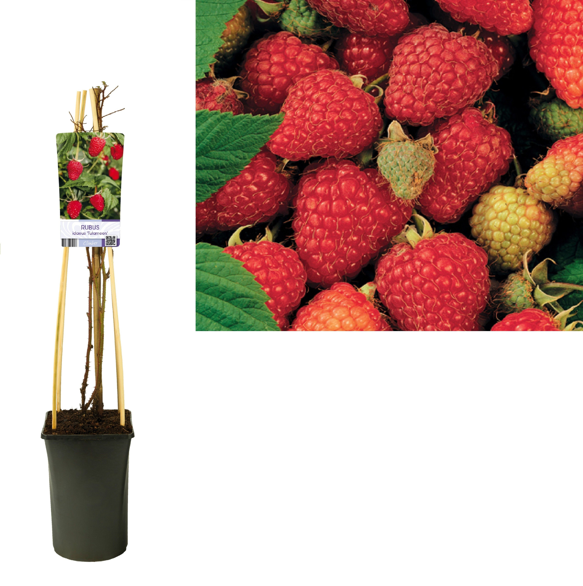 Rubus idaeus 'Tulameen' +light label, D 17