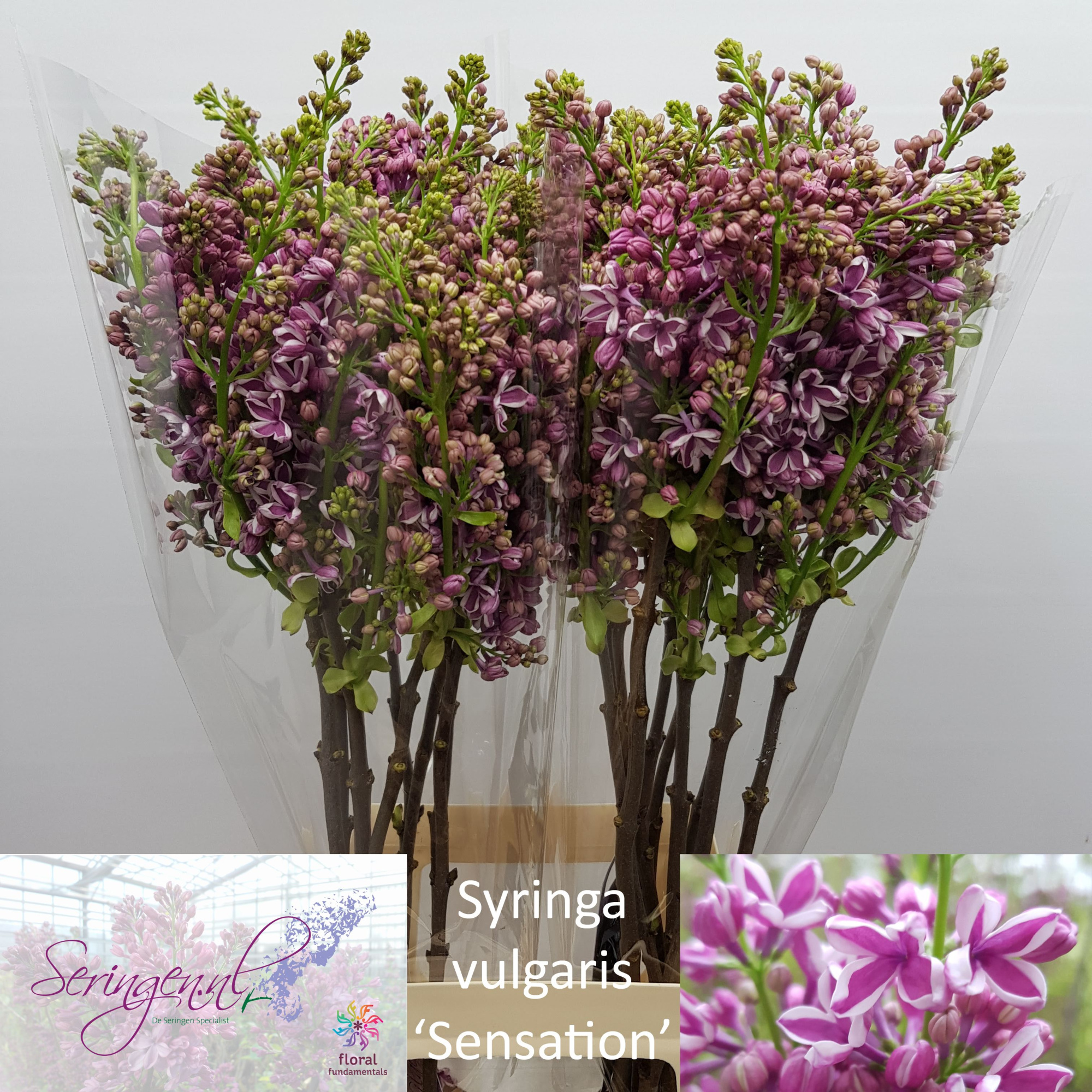 Сирень Сенсейшн 80 (фиолет.), шт.