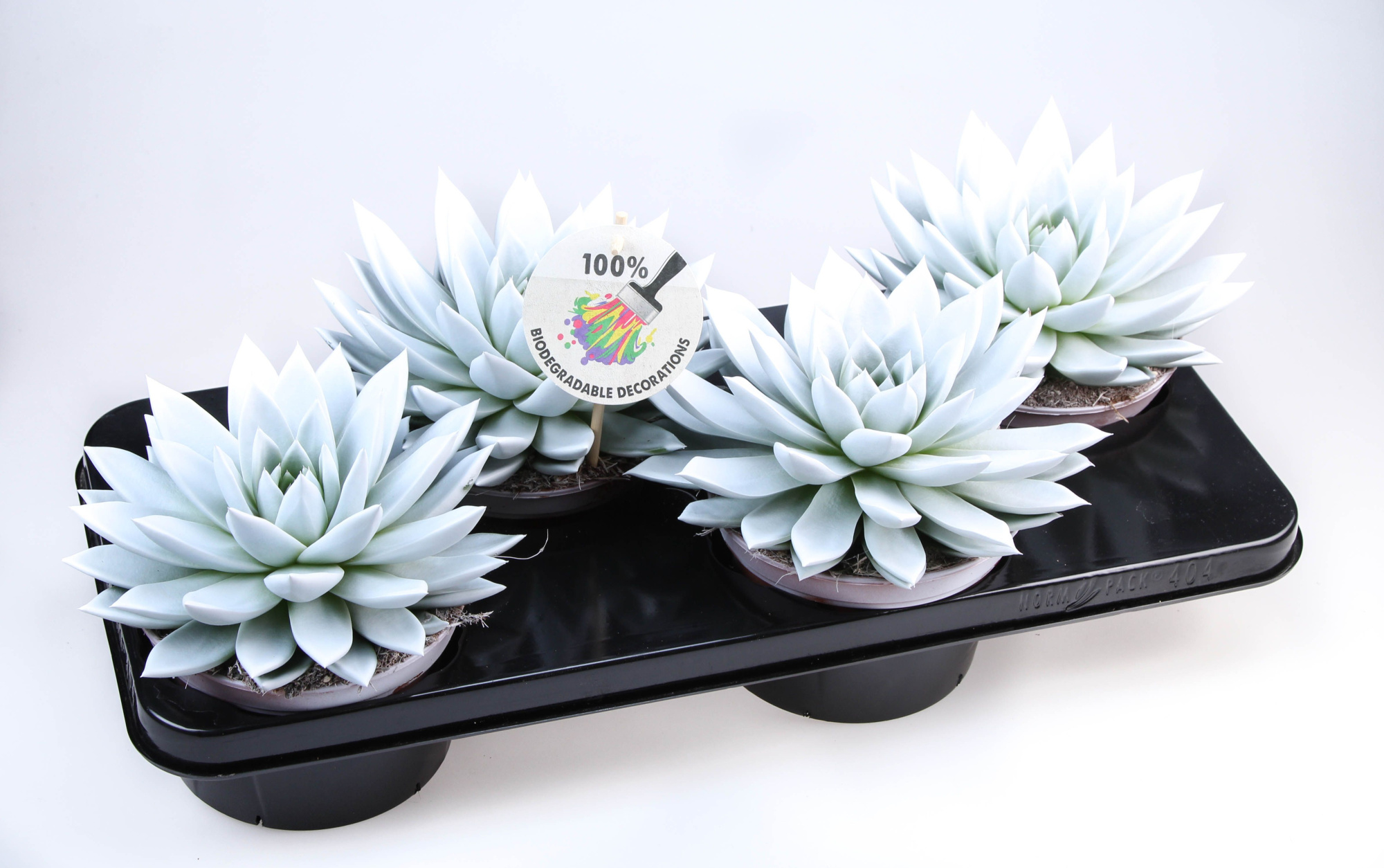 Rainbow white, D 15 cm