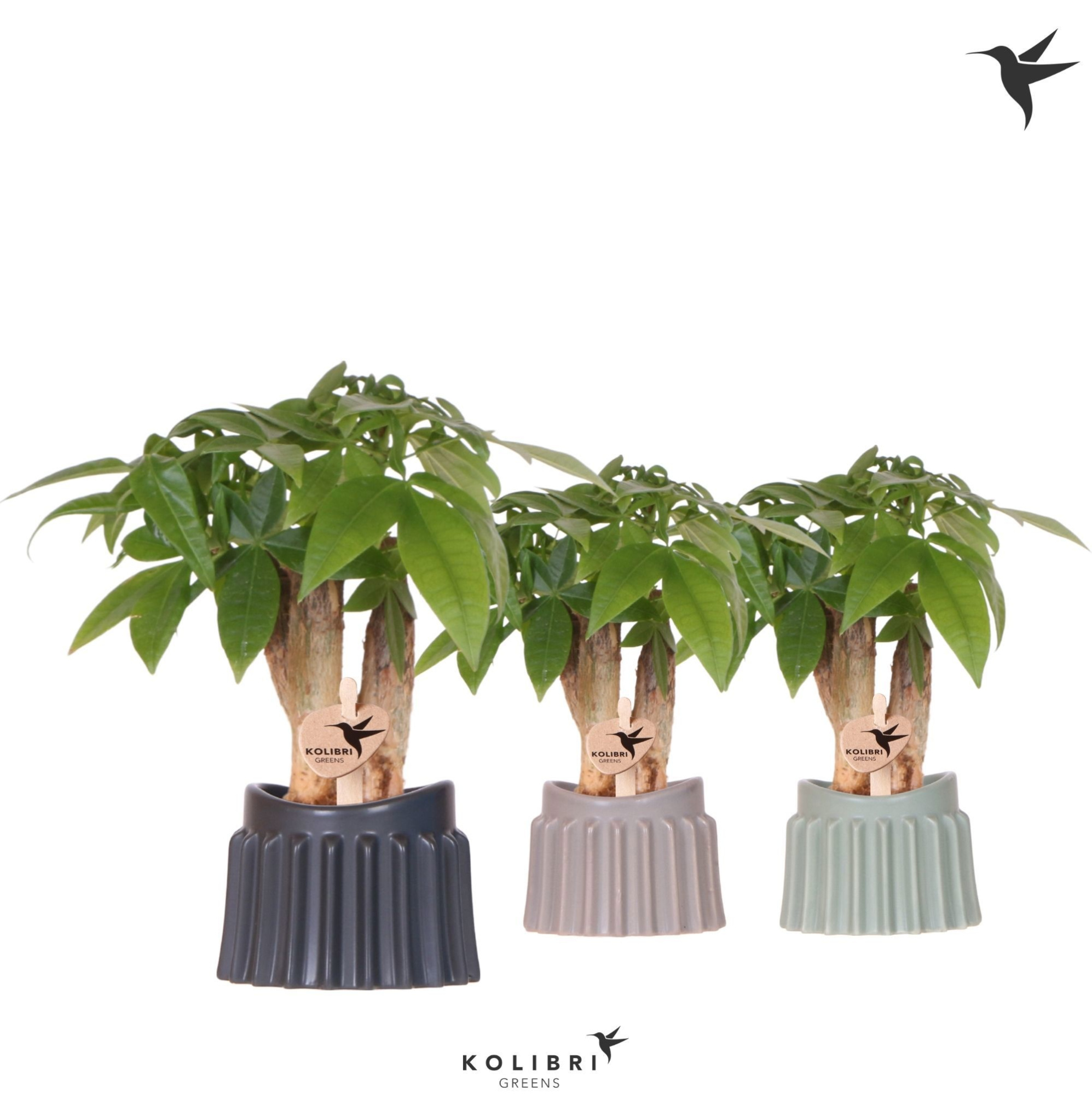 Kolibri Greens Pachira in Raw pot mix, D 6