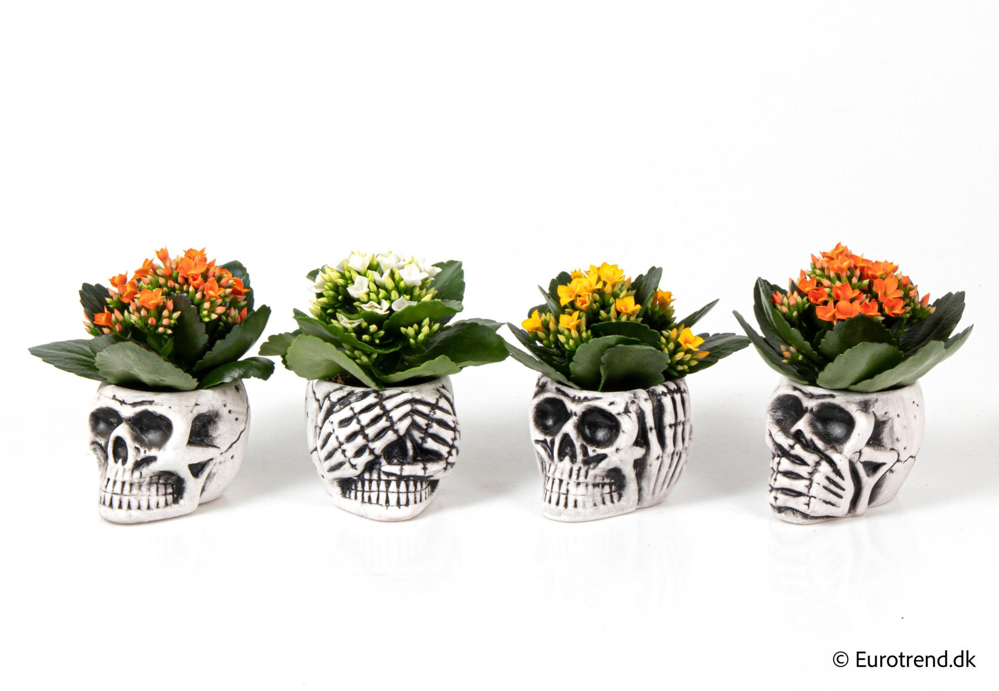 Kalanchoe in Halloween ceramic 2025, D 6 cm