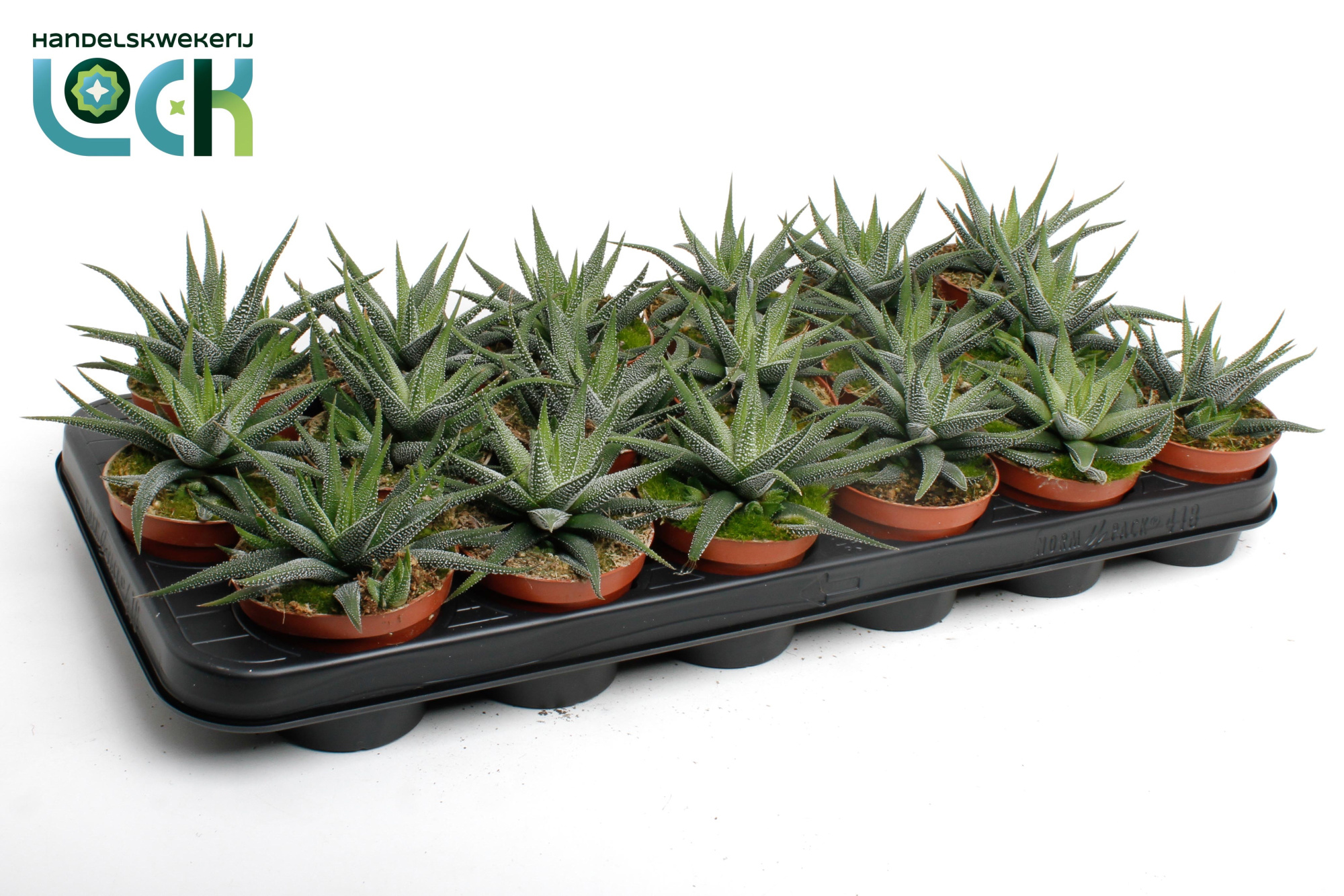 Haworthia Concolor, D 8,5 cm