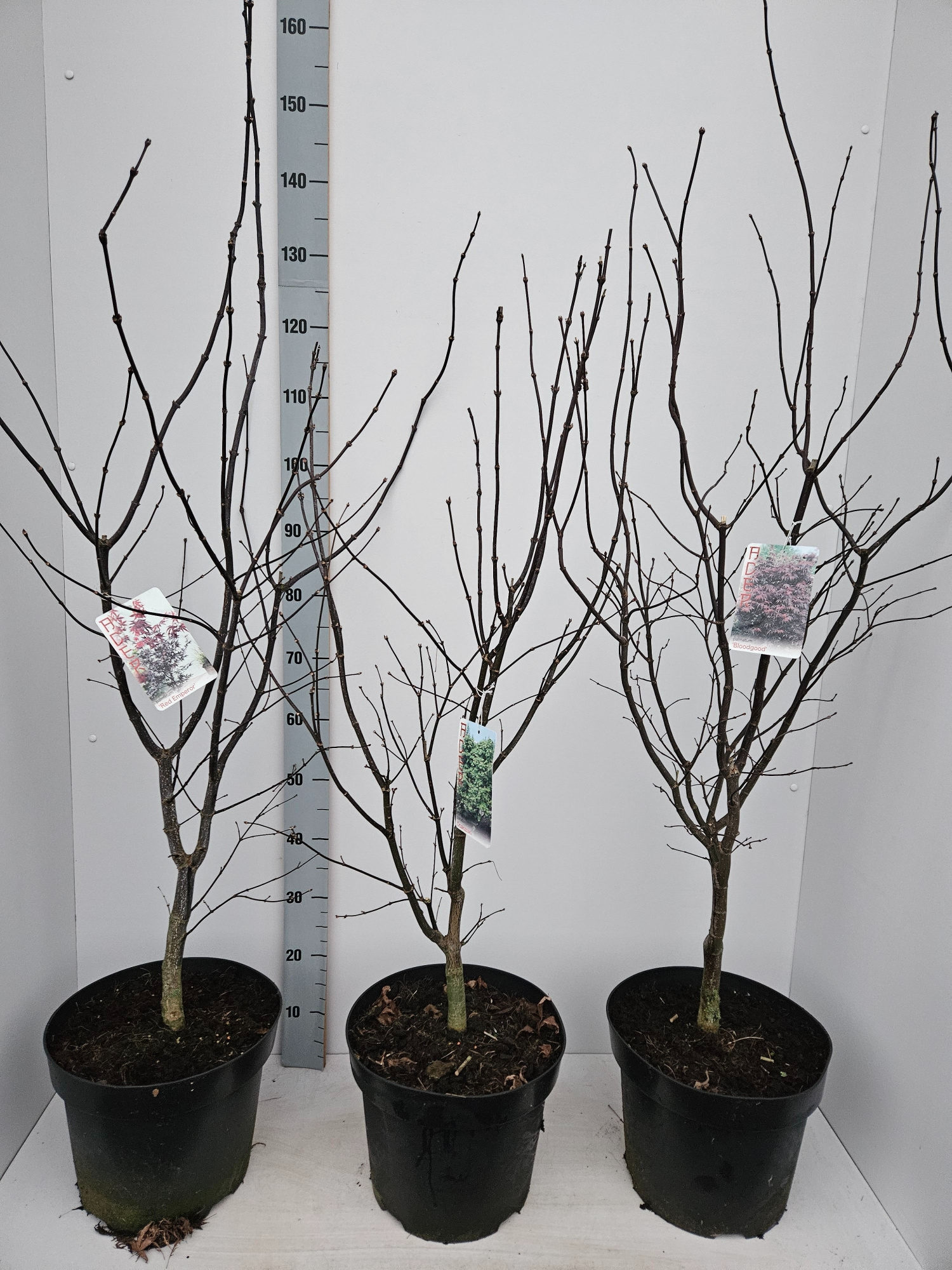 Acer palmatum MIX 'Bloodgood', 'Osakazuki', 'Red Emperor', D 31