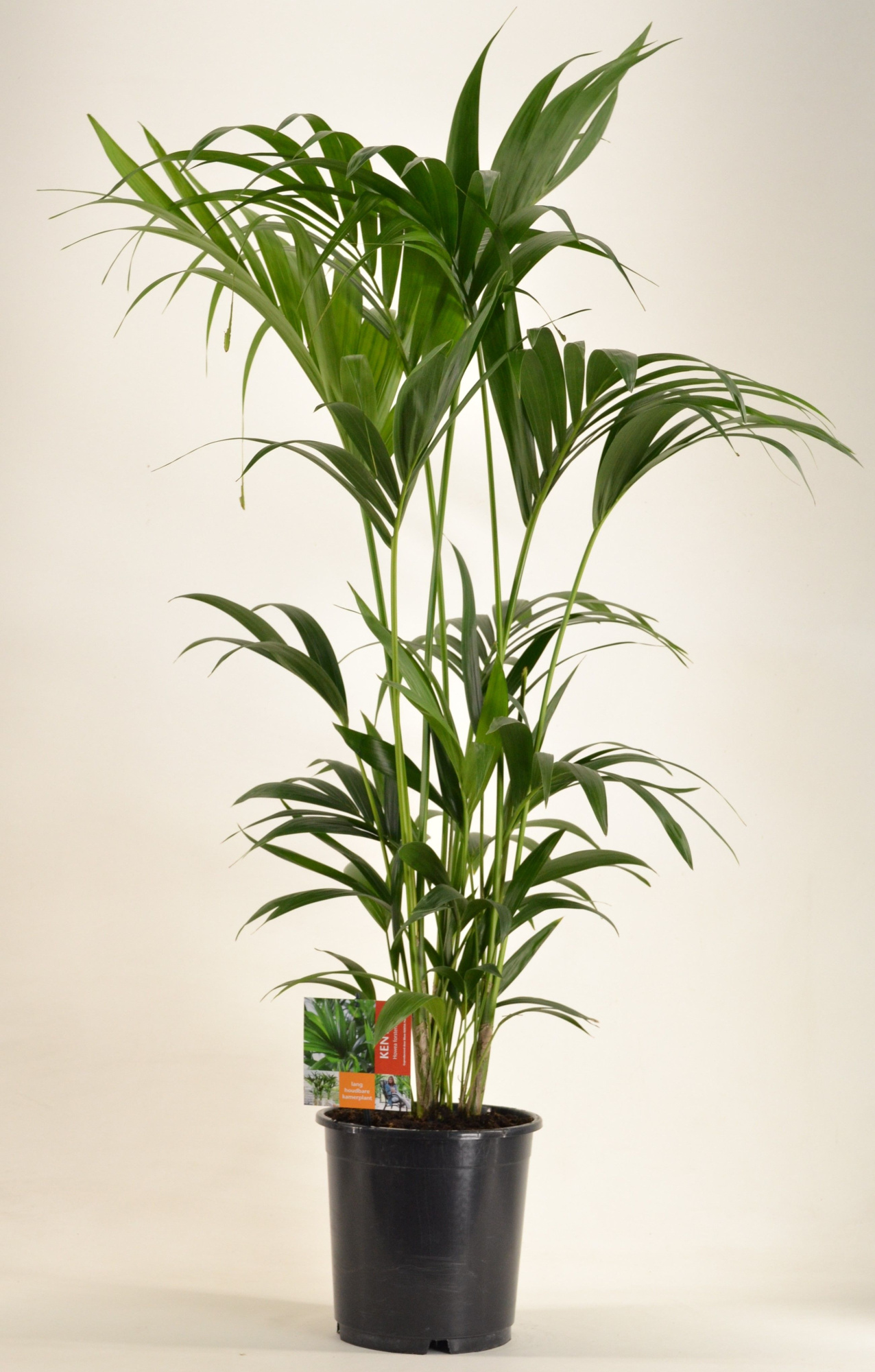 KENTIA - P24 H130 - 6PP (Howea forsteriana), D 24 cm