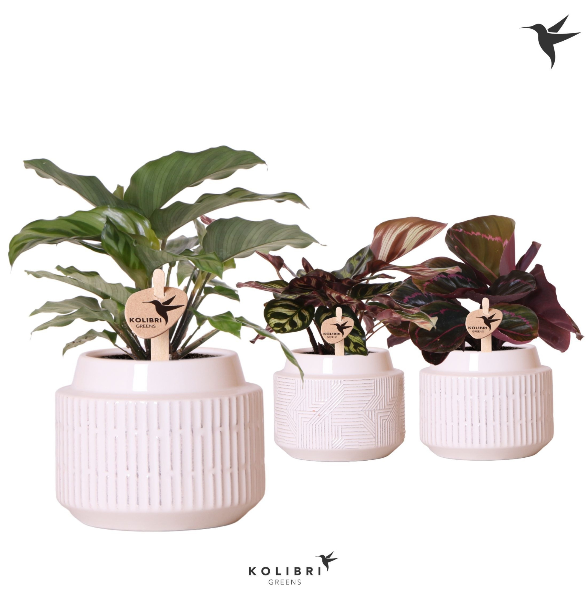 Kolibri Greens Calathea mix in Maze pot white, D 9 cm