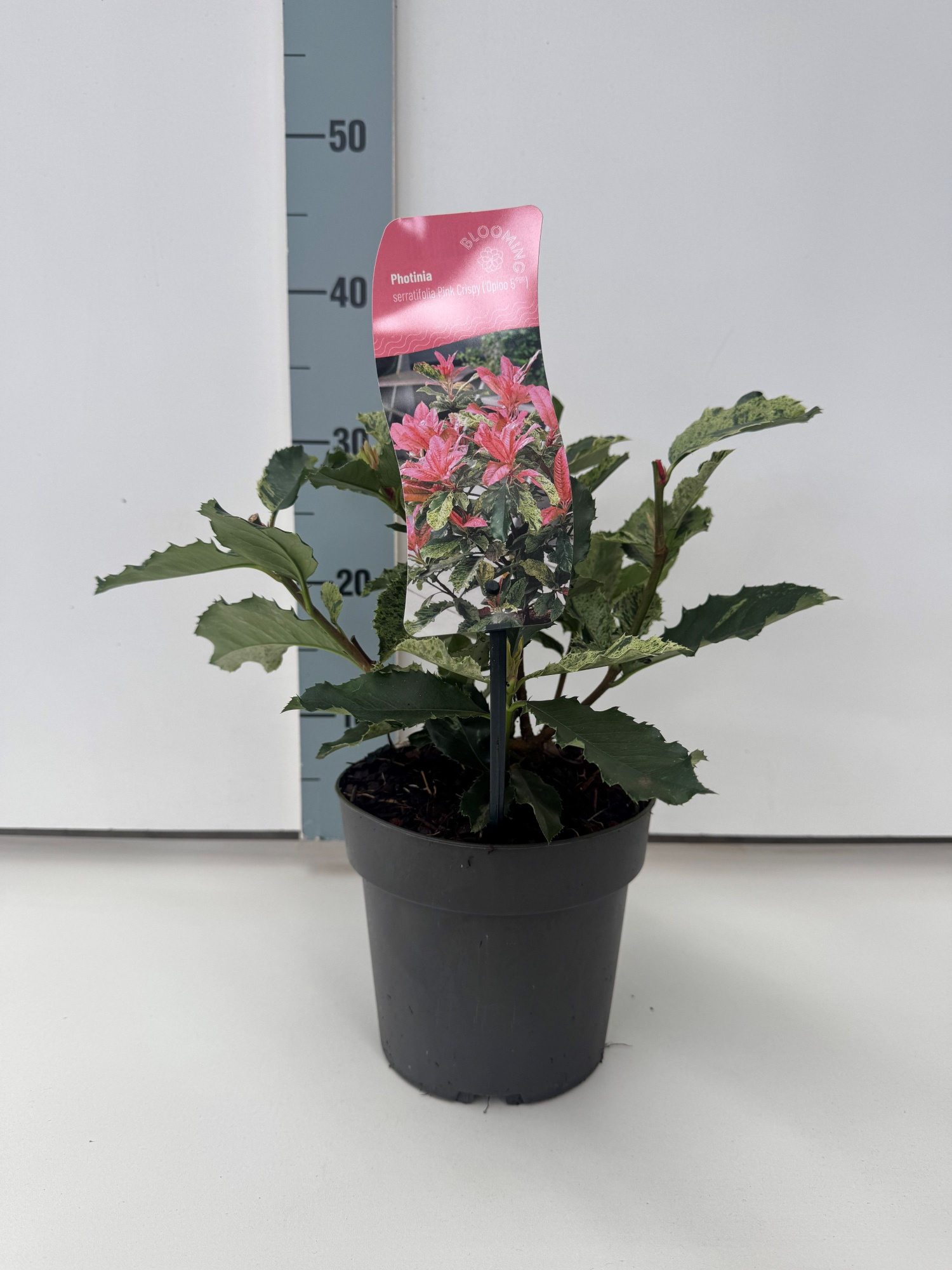 Photinia serratifolia 'Pink Crispy', D 17 cm