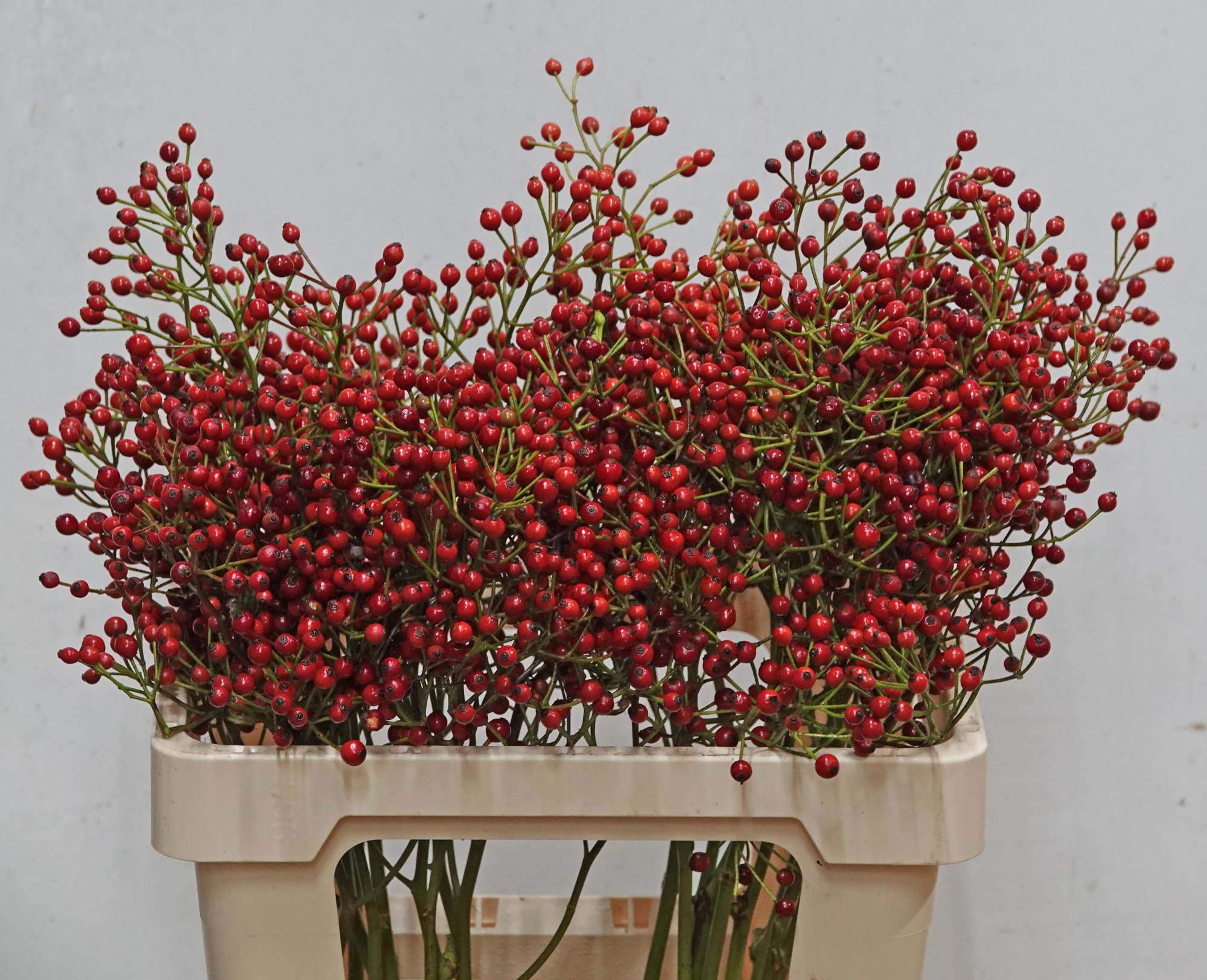 Рузботель Отем Спирит 60, шт.