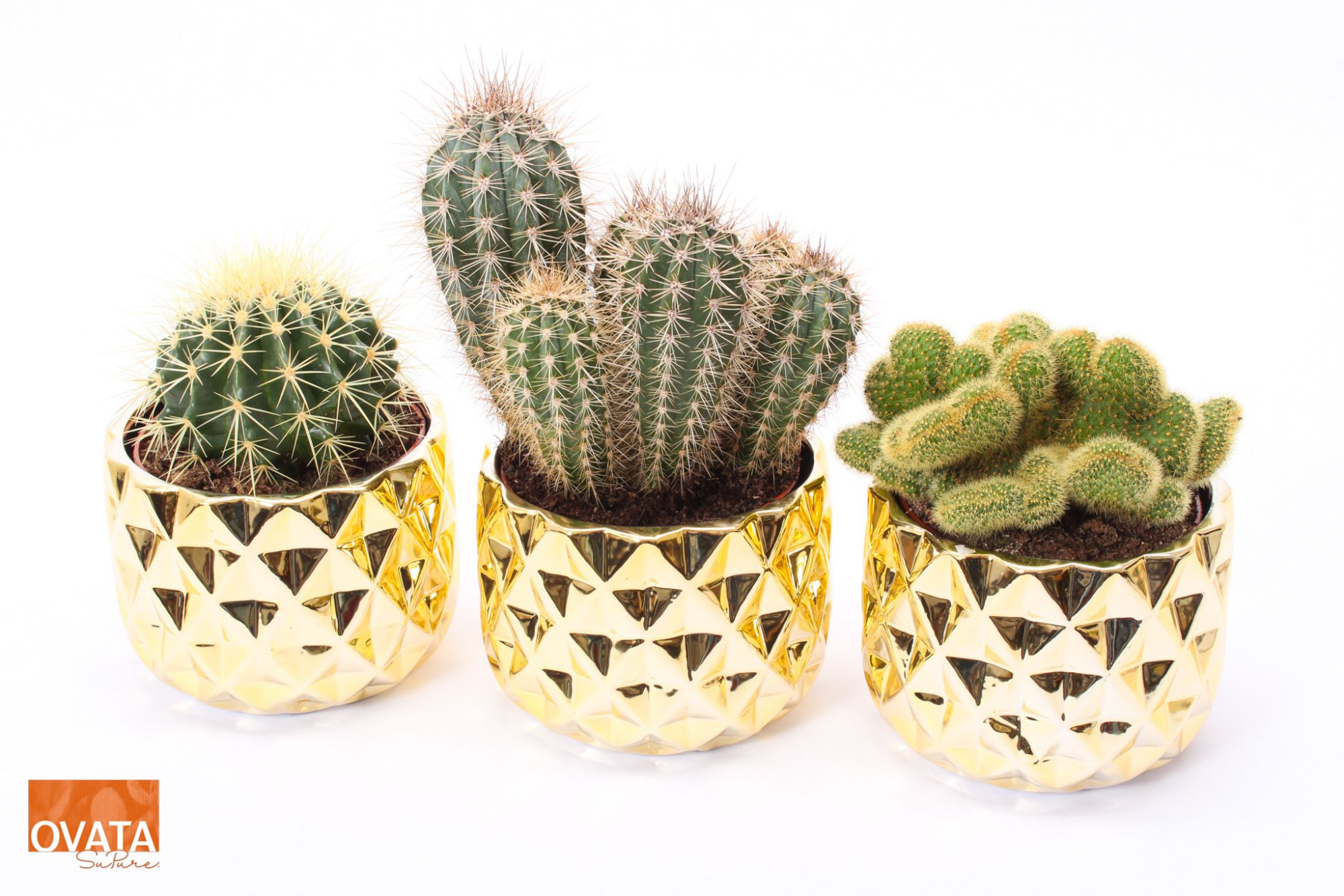 Cactus mix in Las Vegas 14 spines, D 14 cm