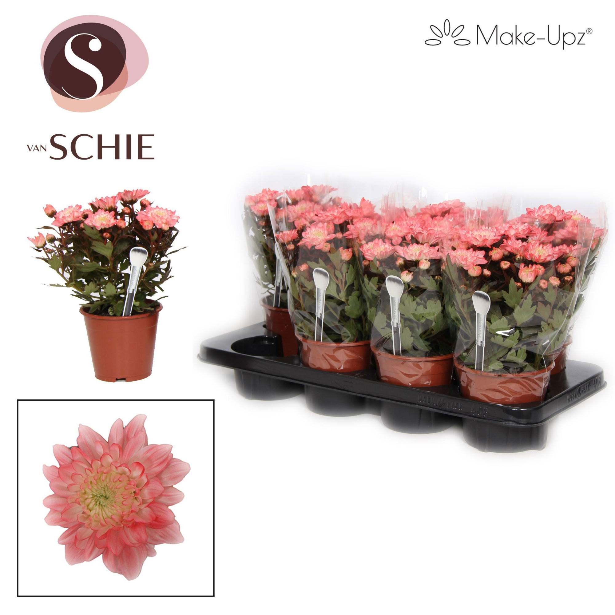 Chrysanne Grandezza Make-Upz® Red, D 13 cm