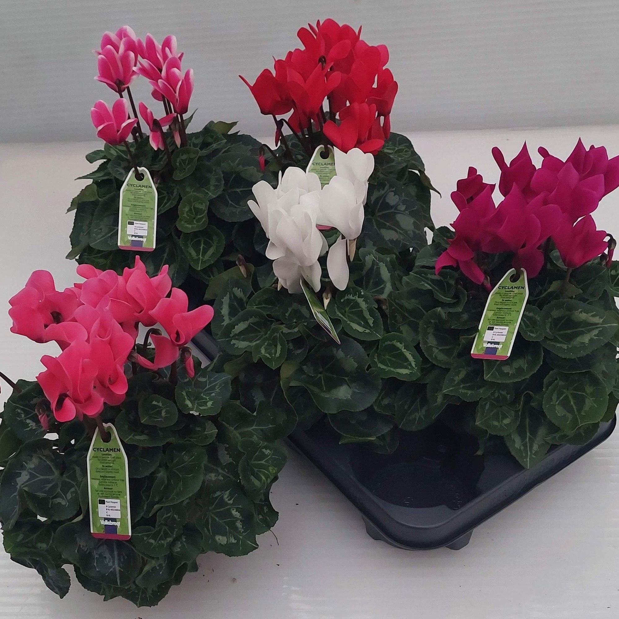 Macro Serie, D 12 cm