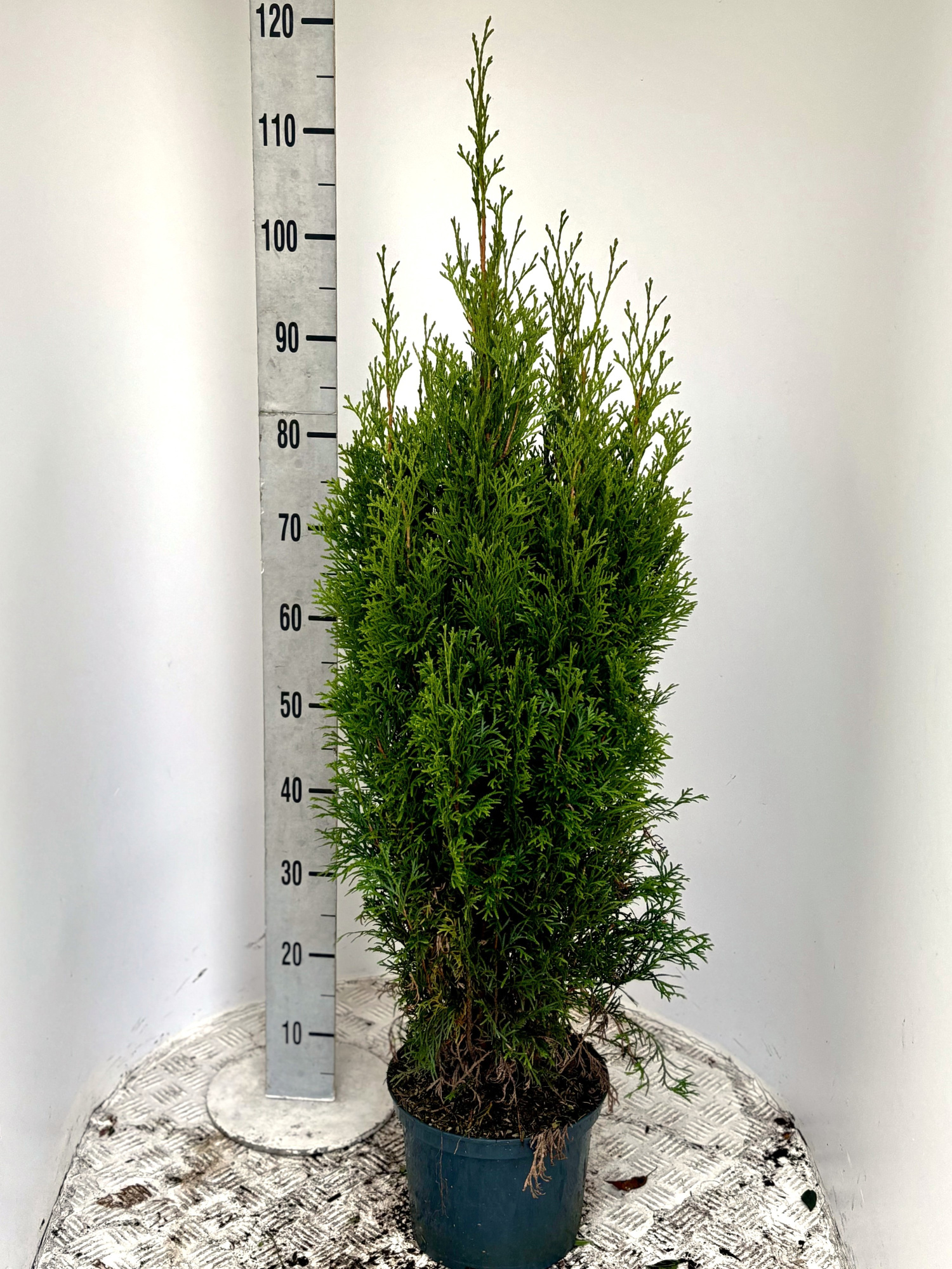 Thuja occ. 'Smaragd', D 19 cm