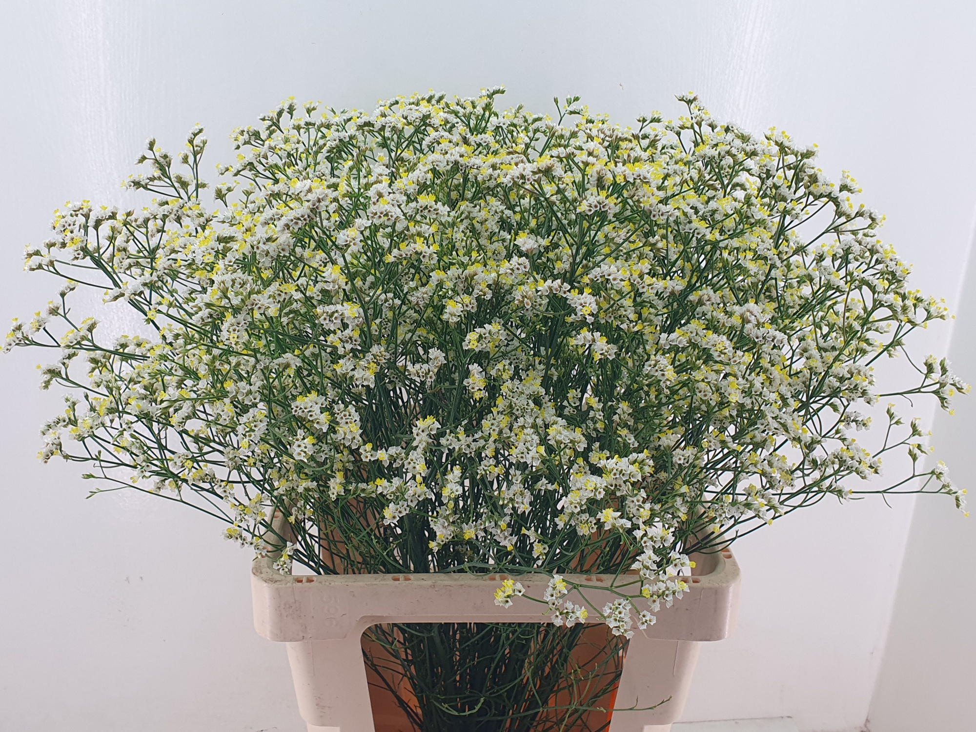 Лимониум Брайт Даймонд 70, шт.