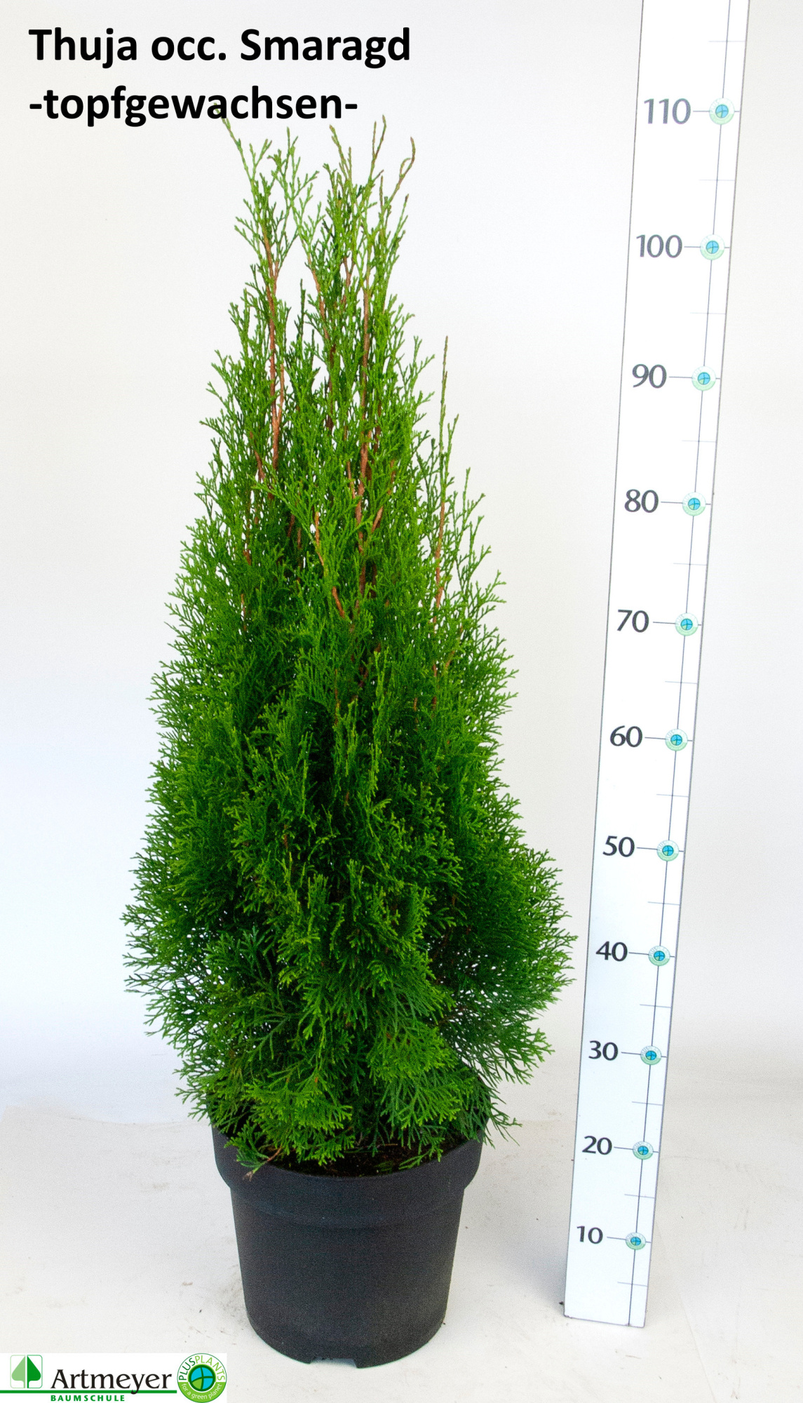 Thuja occidentalis 'Smaragd' T27, D 27 cm