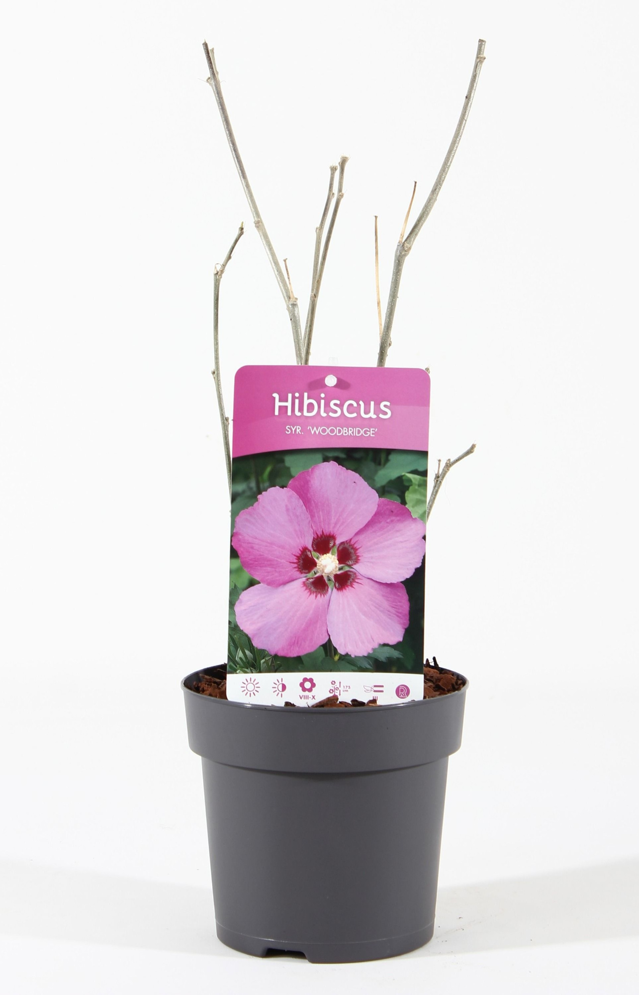 Hibiscus syr. 'Woodbridge' P15, D 15