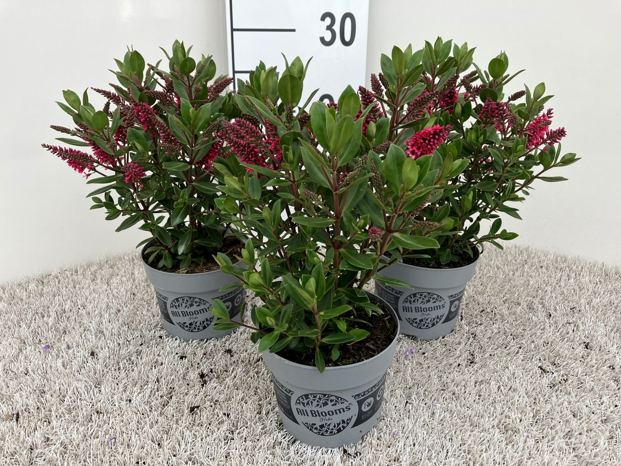 Hebe andersonii, ALL BLOOMS, magenta, D 12