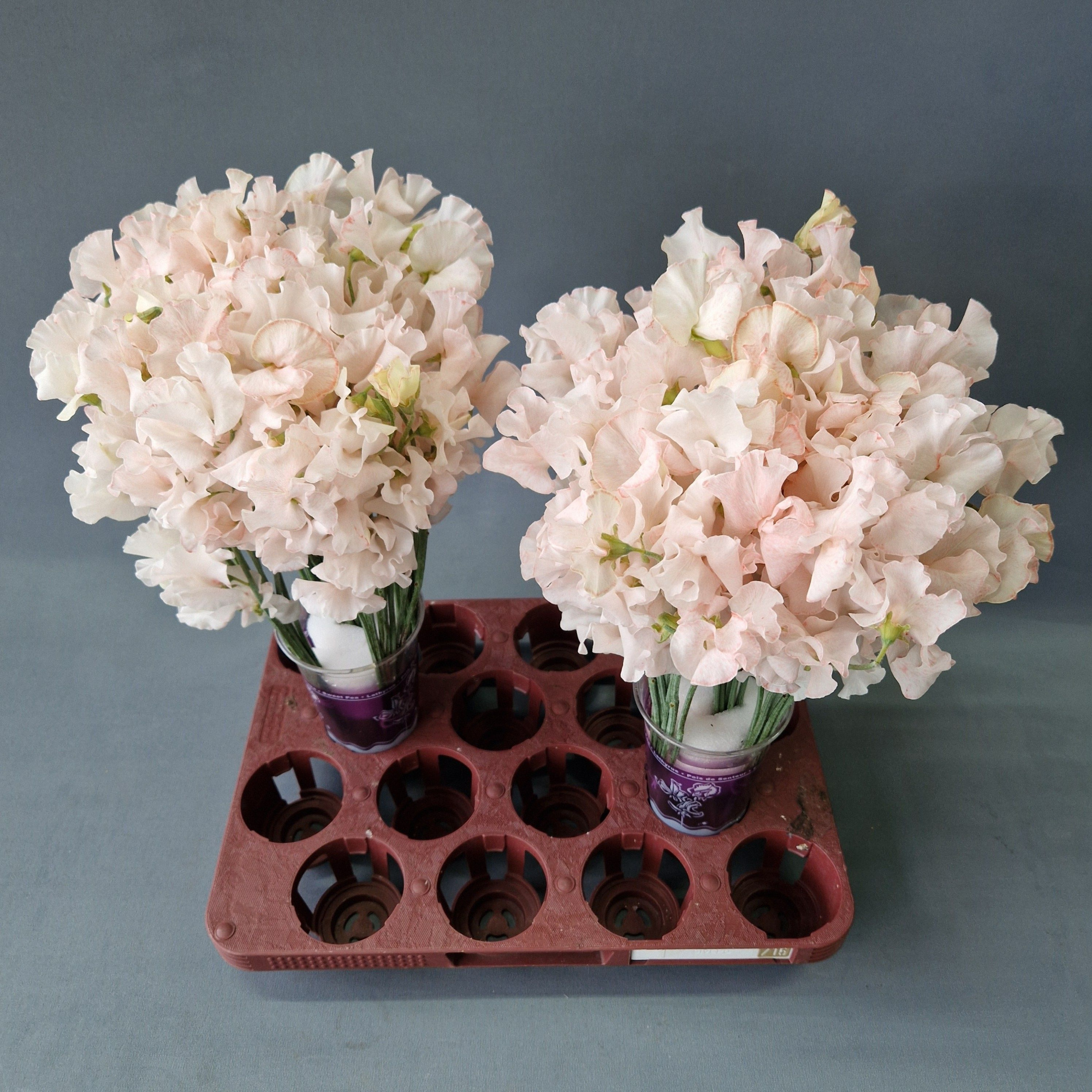 Латирус Парфум Крашеный 35 (краш. ), шт.