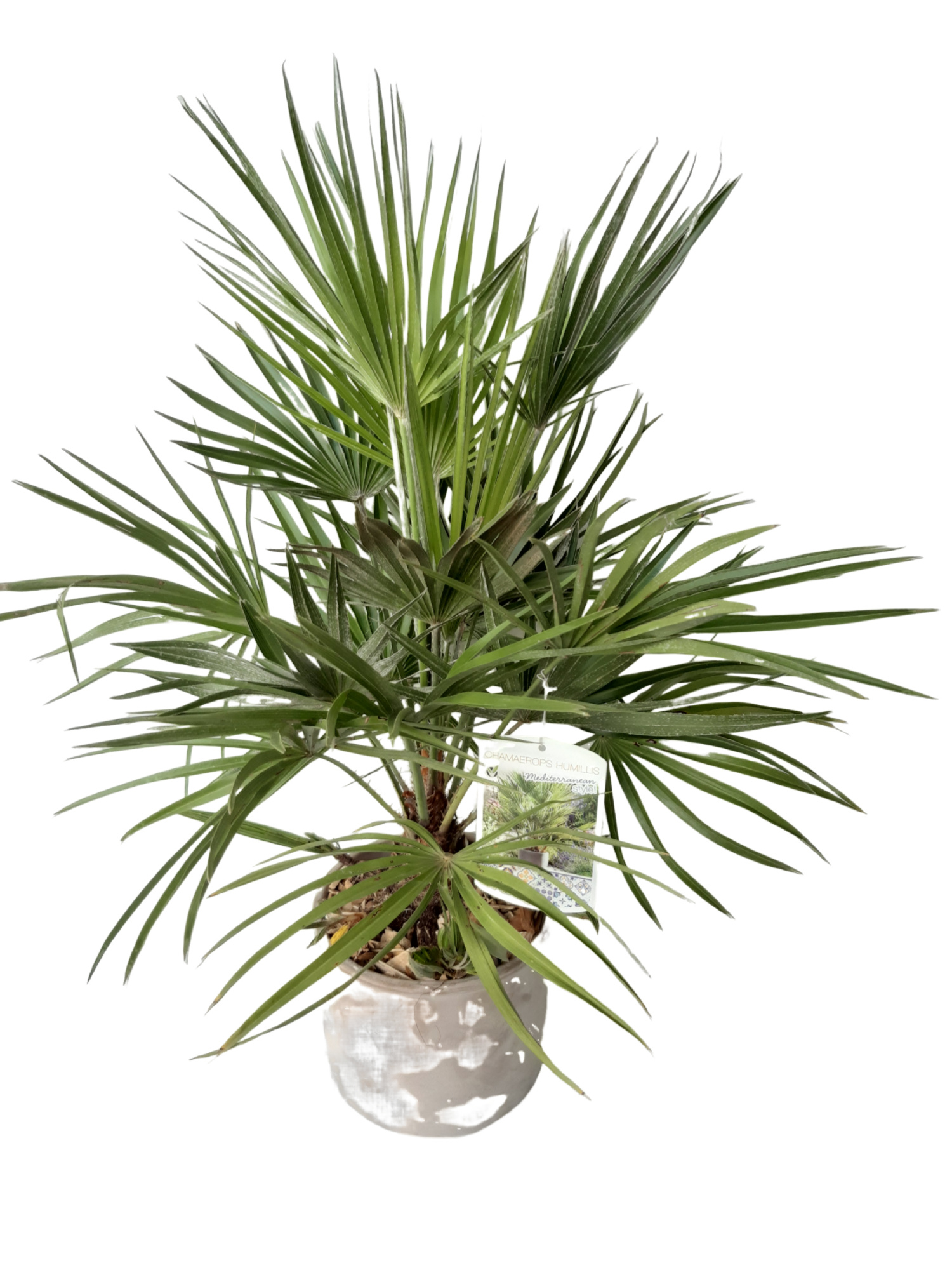 BPC20CH Cilinder terraspot grijs Chamaerops humilus, D 20 cm