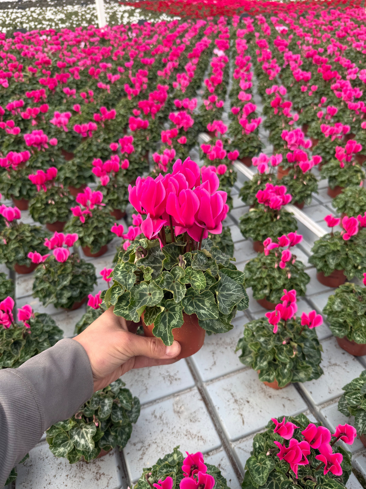 Cyclaam Midi Pink, D 10,5 cm