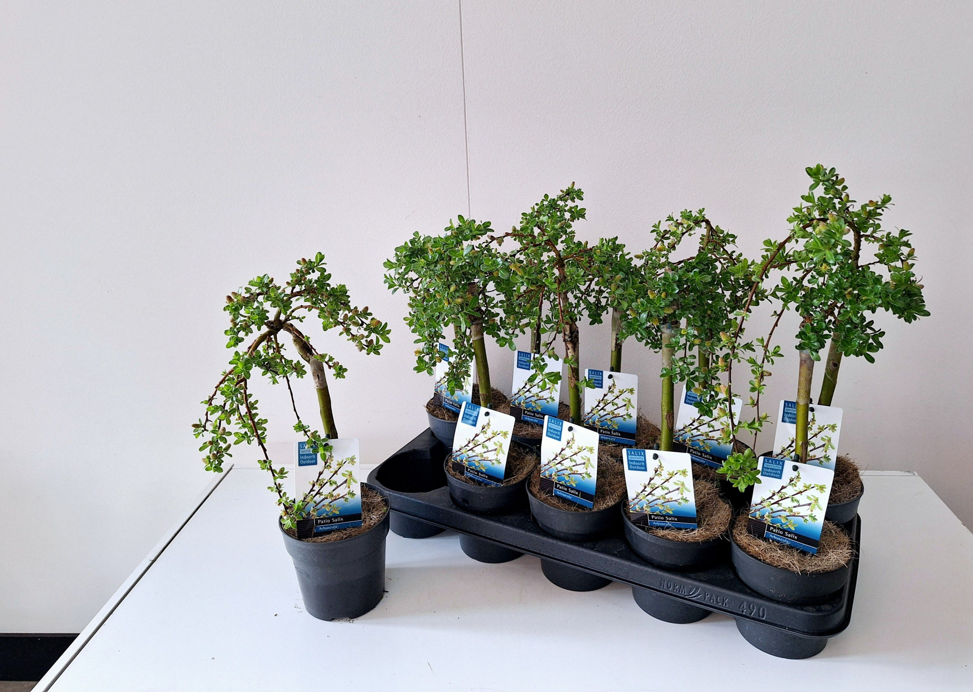 Salix Arbuscula stam 30, D 12 cm