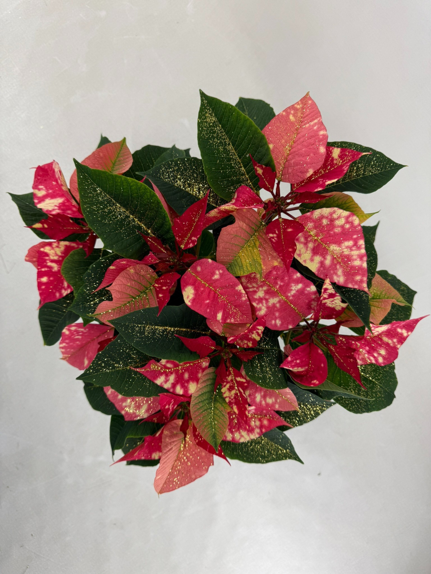 Fantasy star pink pot 13 met goudglitter, D 13 cm