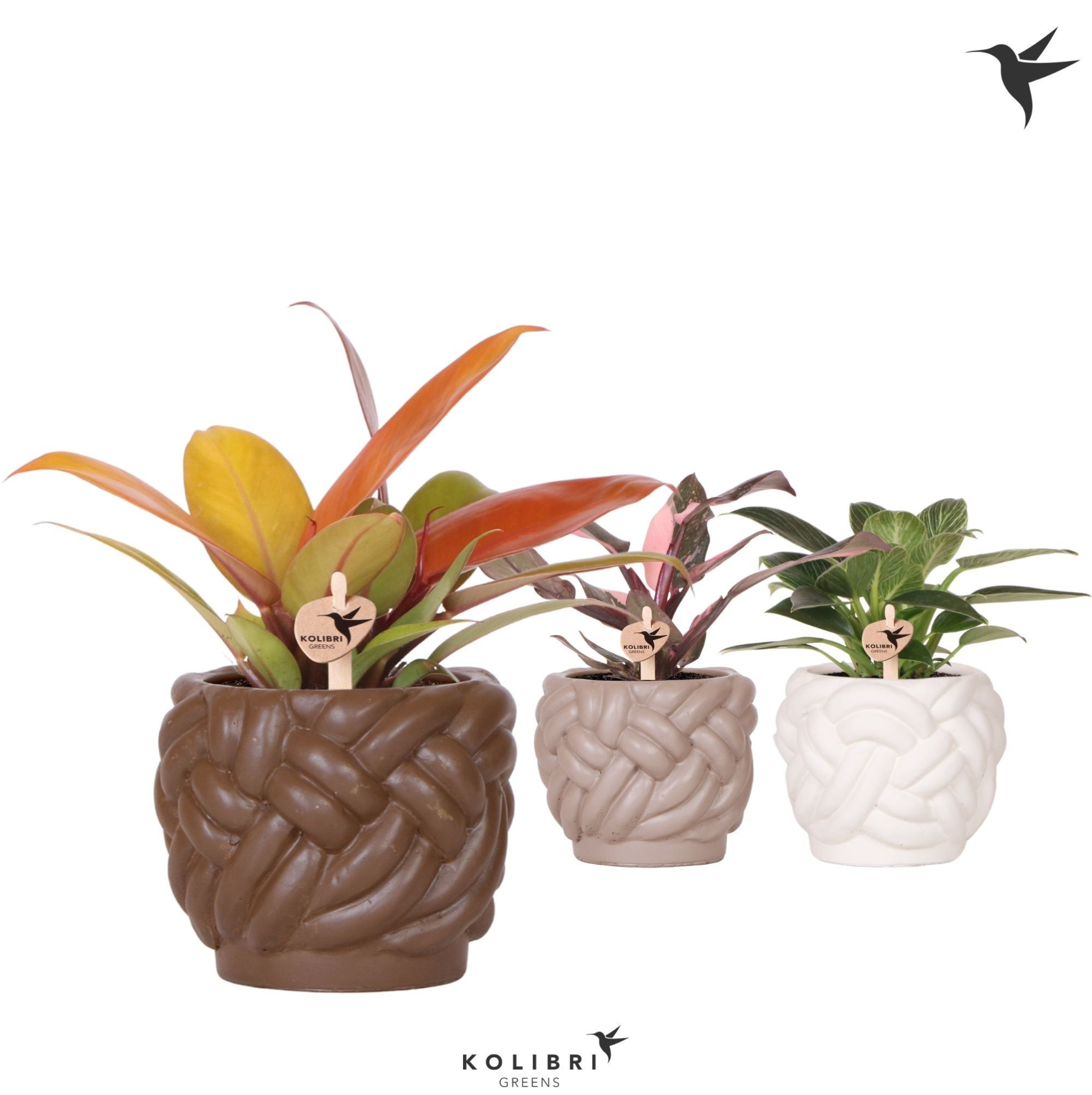 Kolibri Greens Philodendron mix in Rope pot mix, D 9 cm