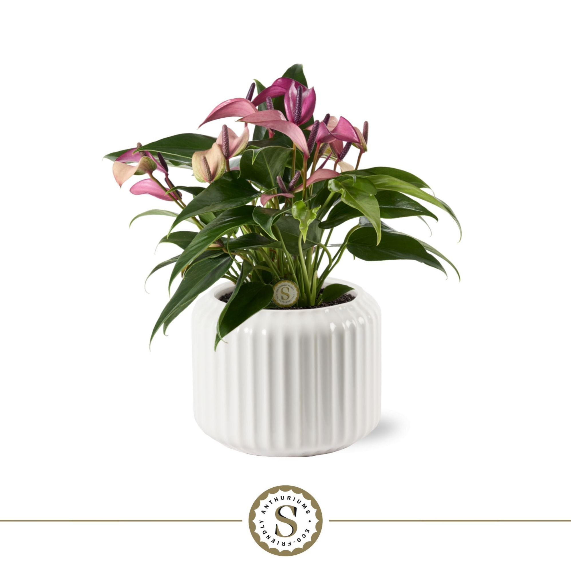 Bologna Keramiek White - Zizou, D 12 cm