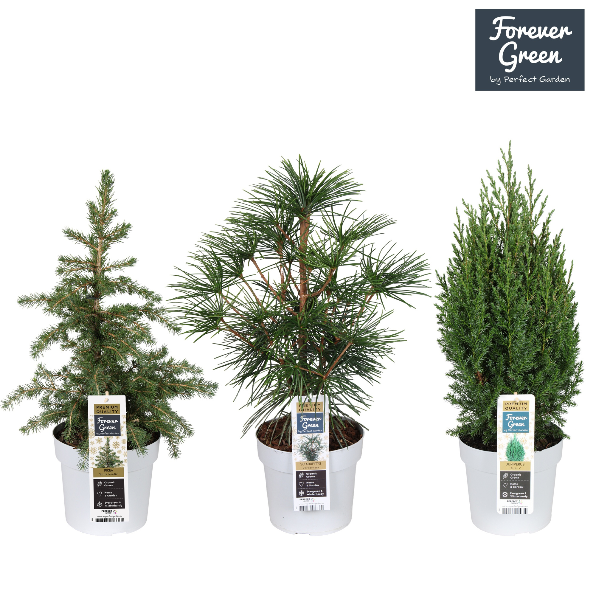 Coniferen Premium mix laag P19, D 19 cm