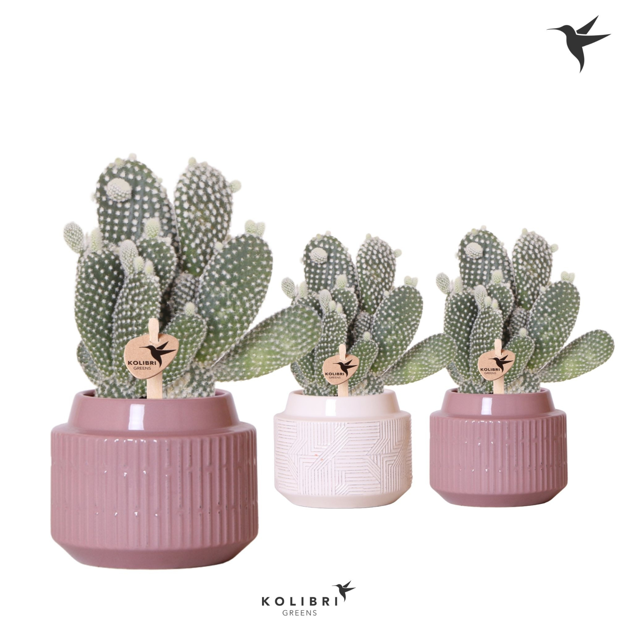 Kolibri Greens Opuntia white in Maze pot mix, D 9 cm