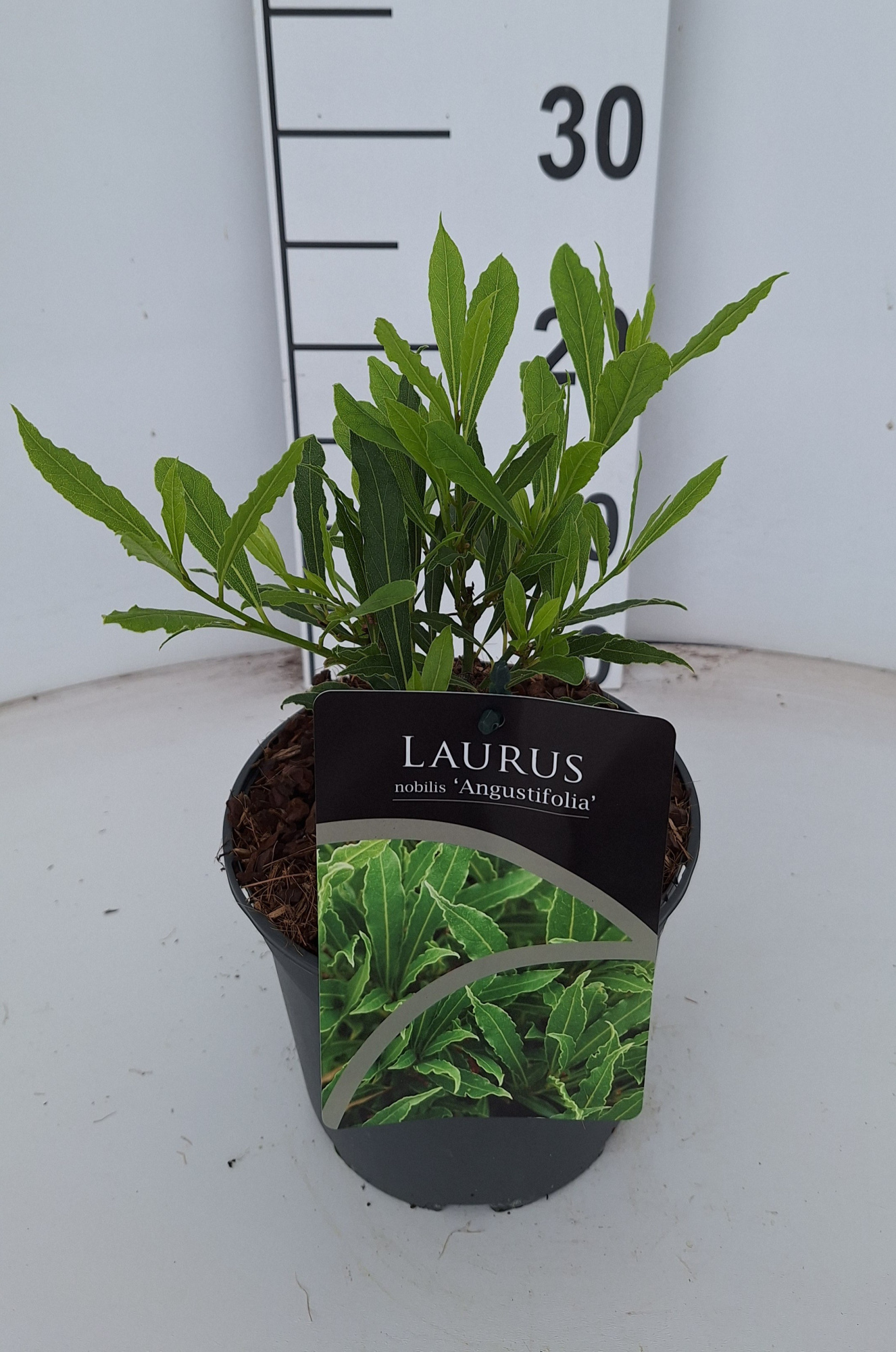 Laurus nobilis Angustifolia, D 17 cm