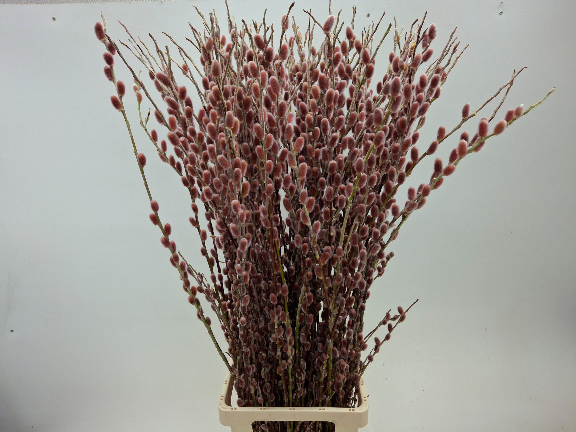 Саликс Пинк Кешн 110, шт.