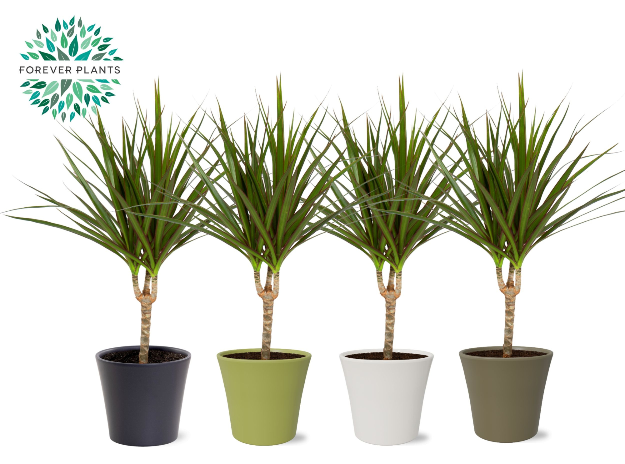 Dracaena Marginata p14 in COCO Keramiek, D 14