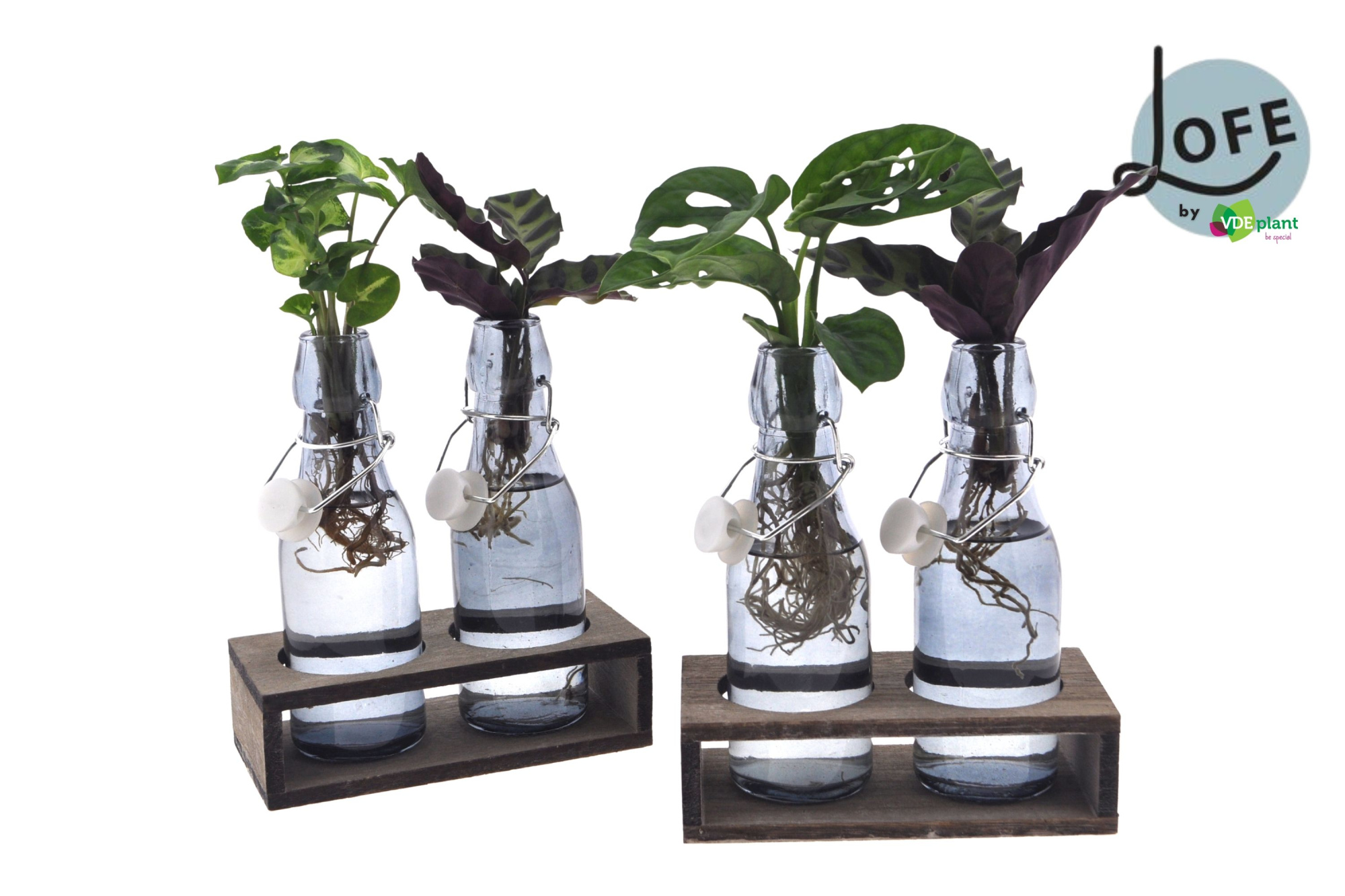 LOFE | Intenz mix in getint Ann glas + duo H - levertijd: 24 uur, D 7 cm