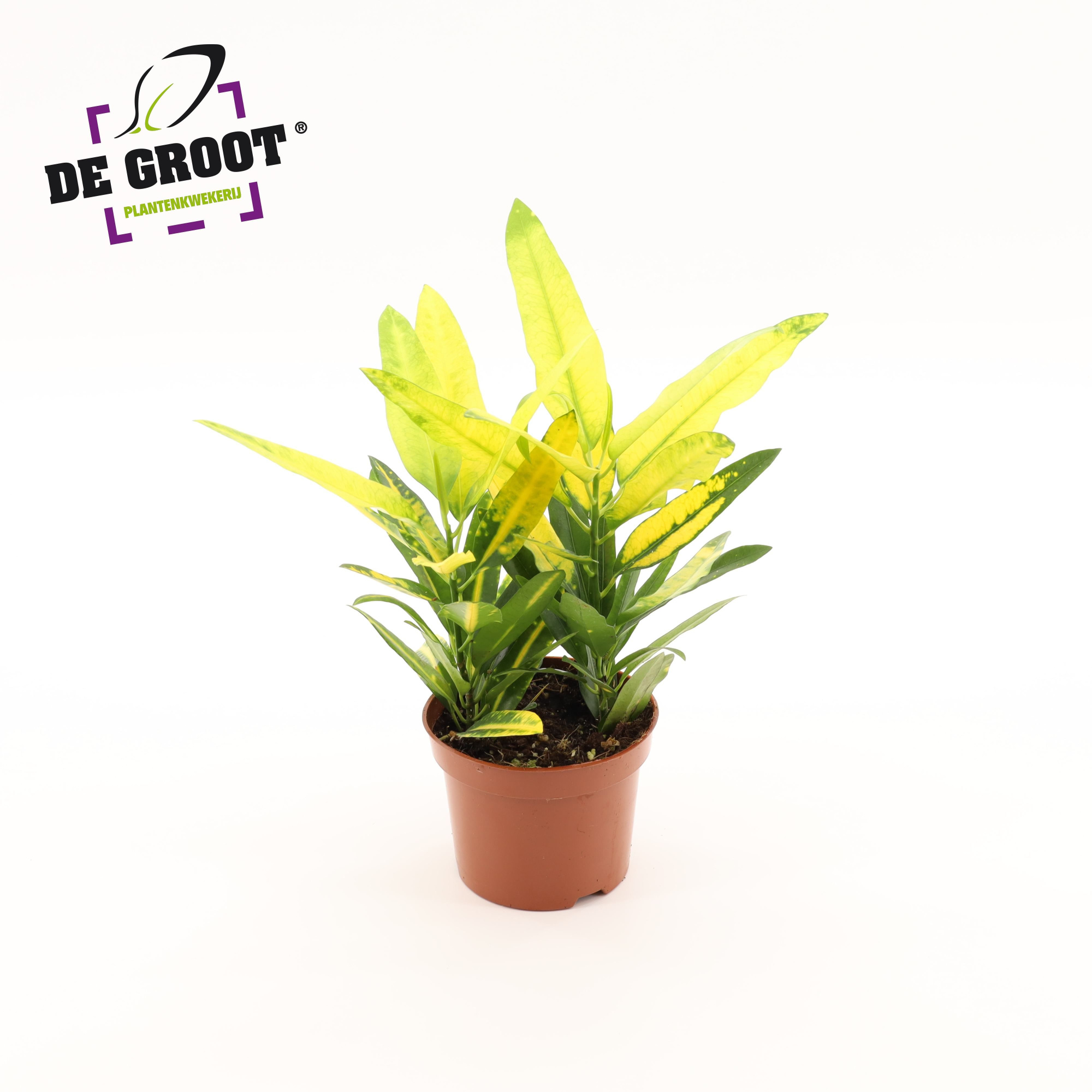 Croton "Sunny Star", D 12 cm