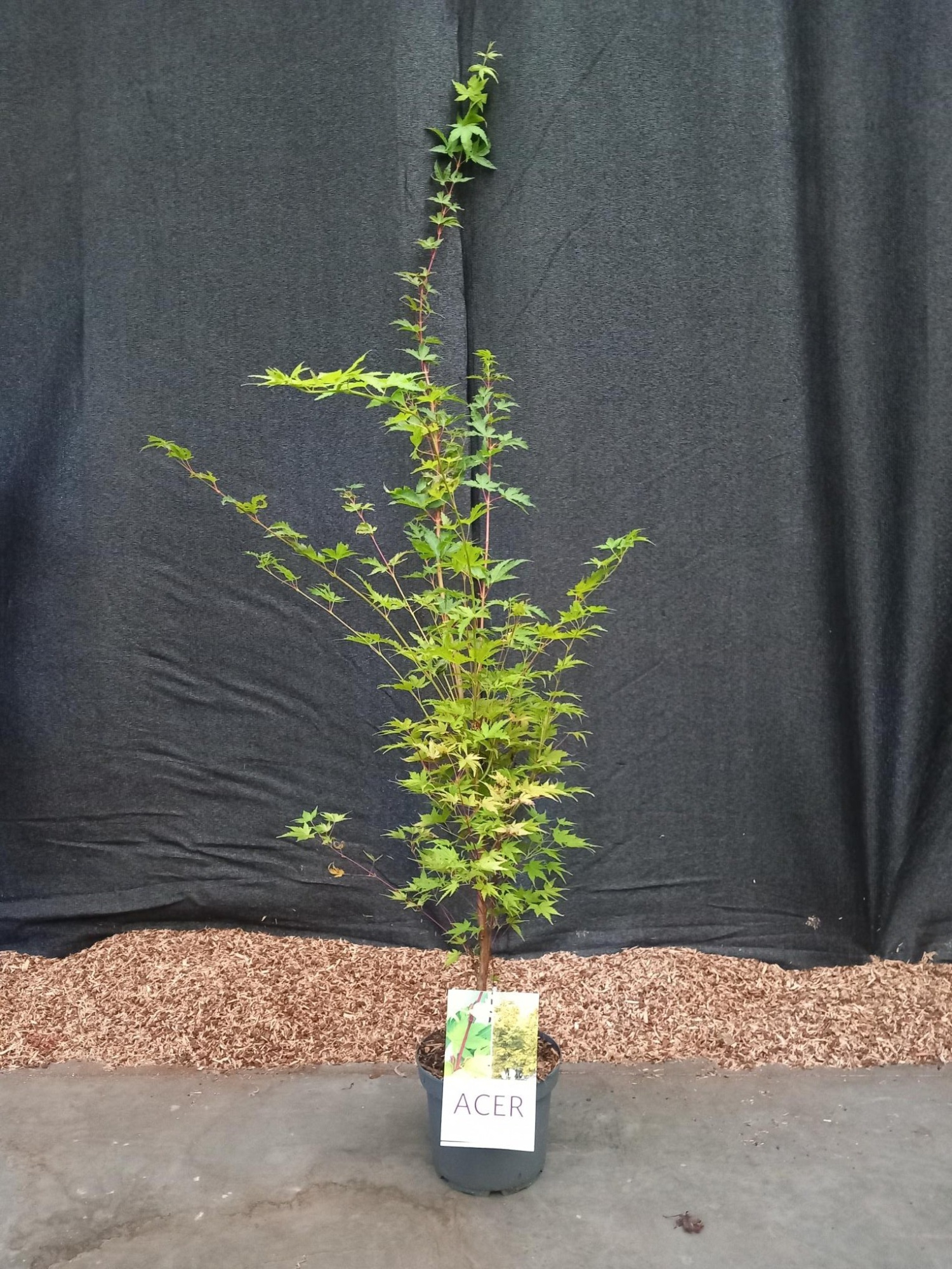 Acer palmatum Sangokaku, D 21 cm