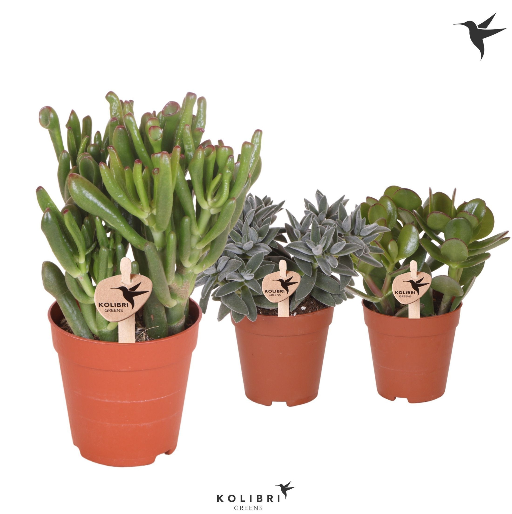 Kolibri Greens Succulenten Crassula mix, D 9