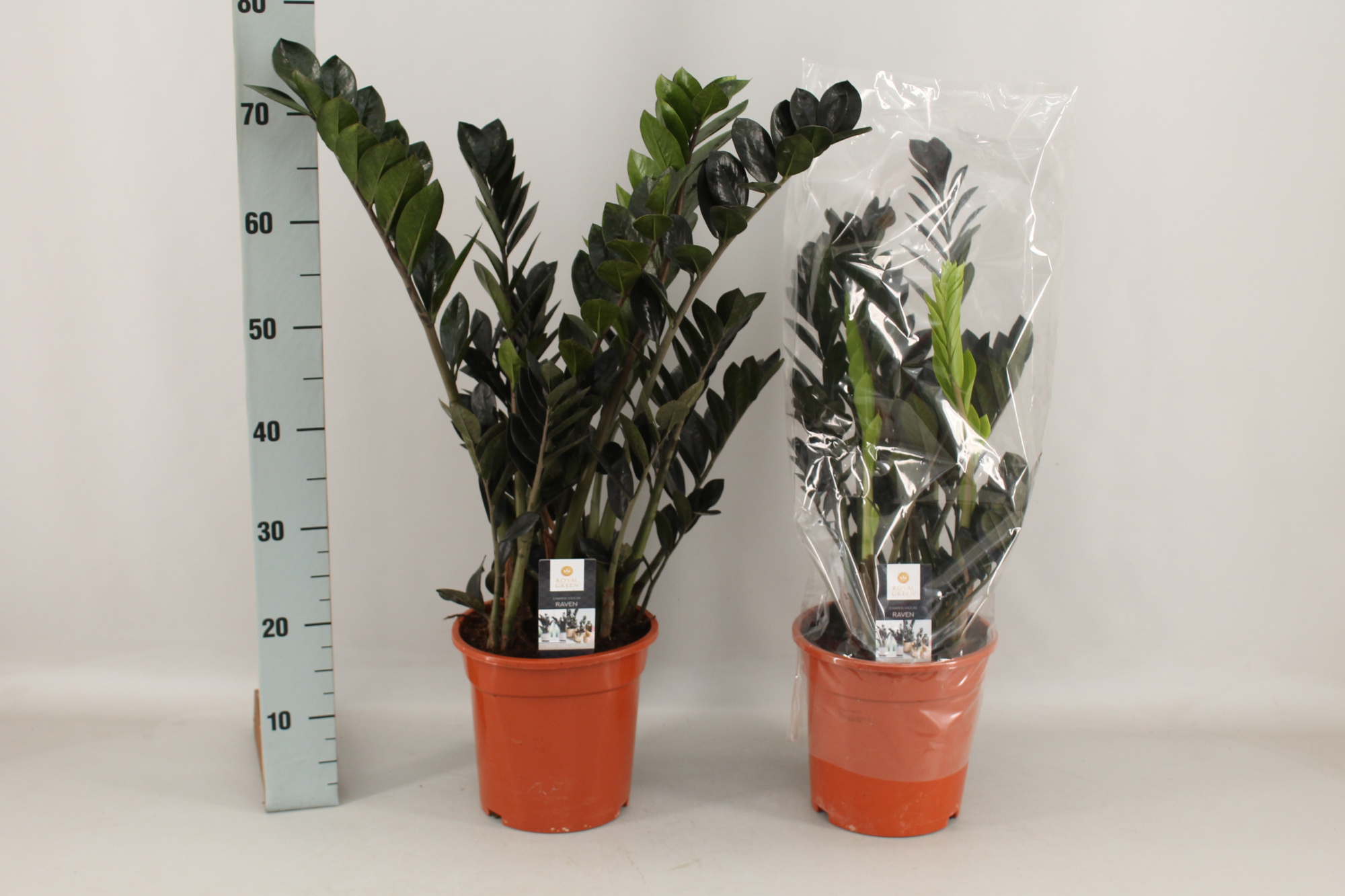 Zamioculcas 21cm, D 21