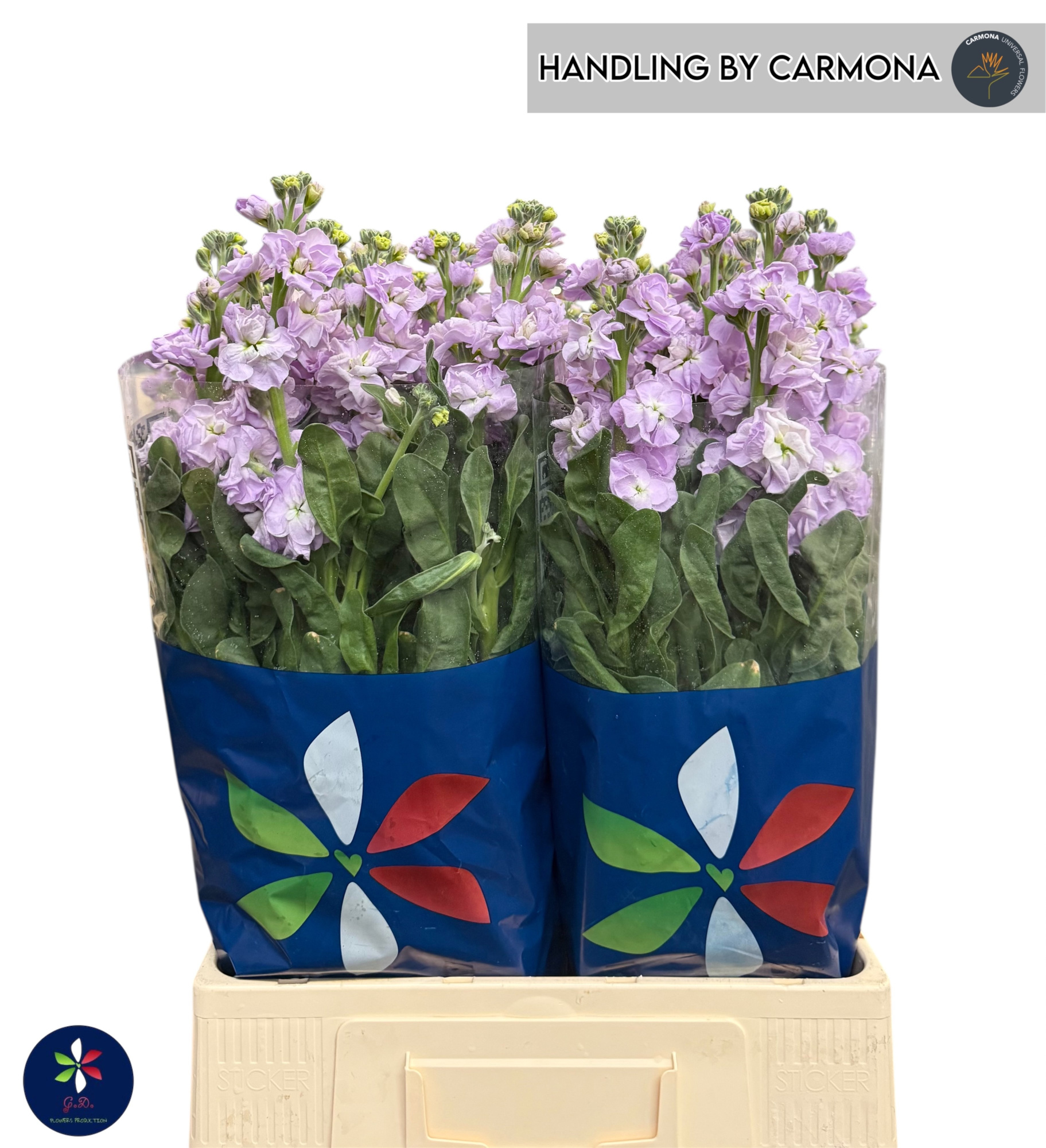 Маттиола од. Айрон Марин 70, шт.