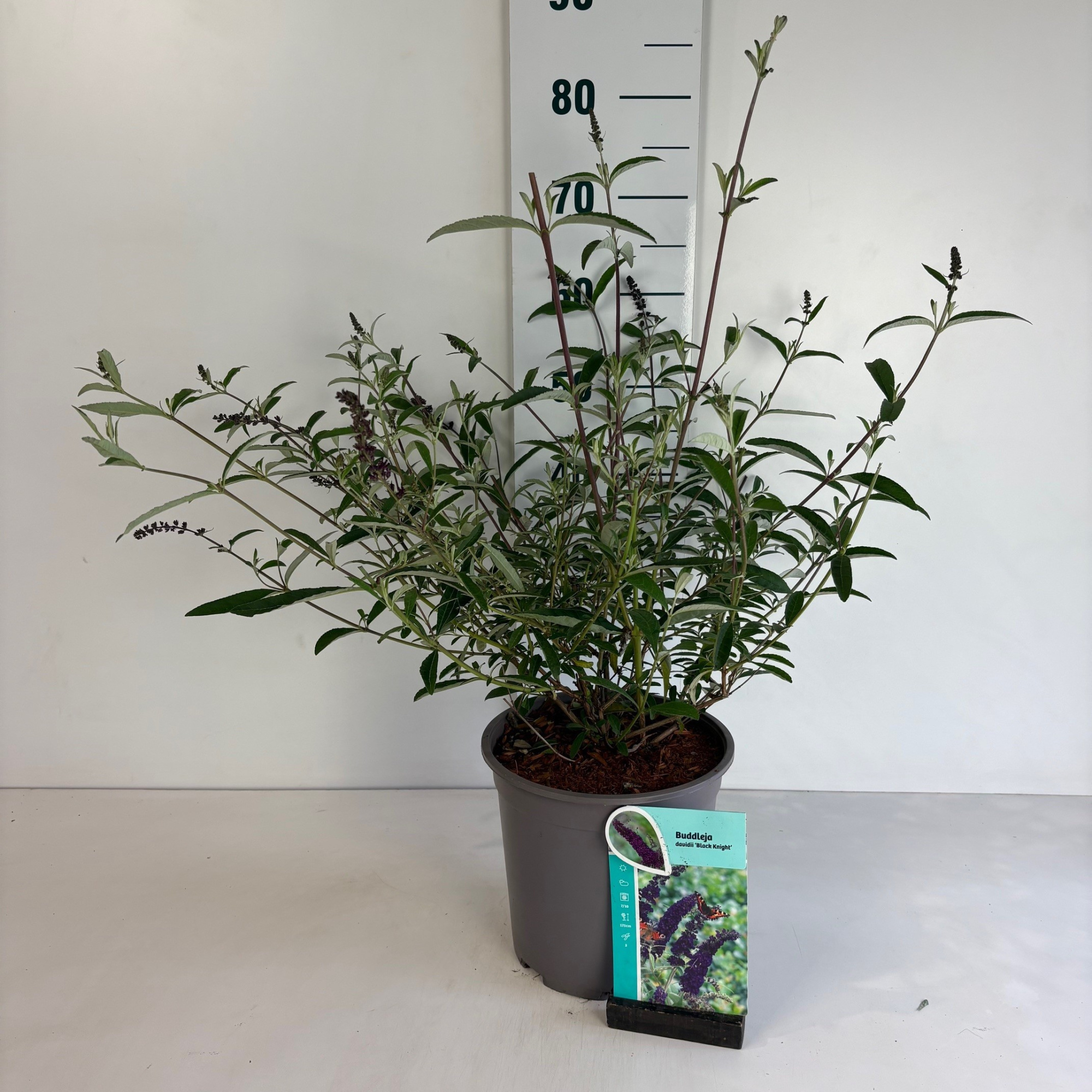 Buddleja davidii Black Knight, D 24 cm