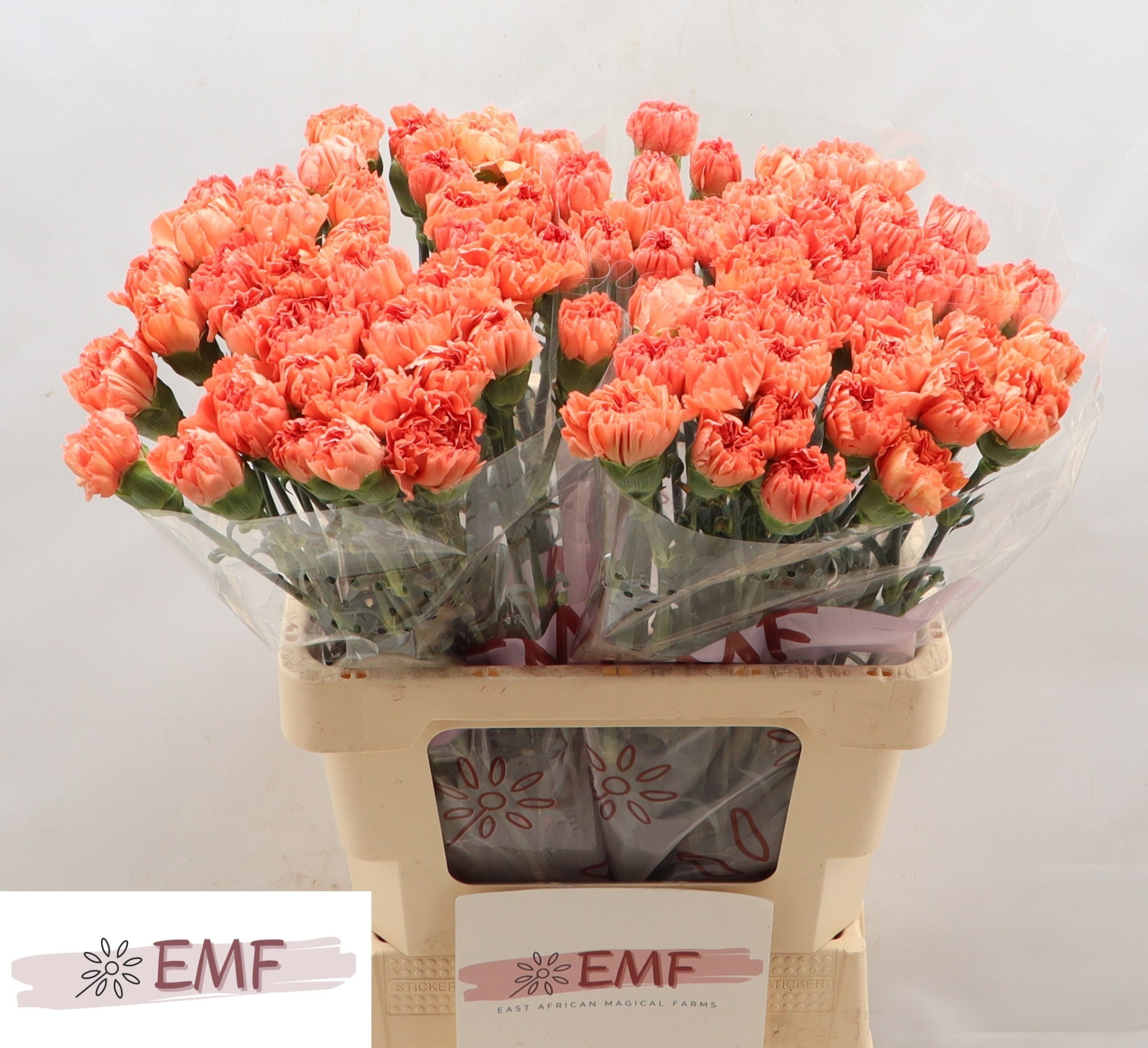 Диантус од. Тамаринд, шт.