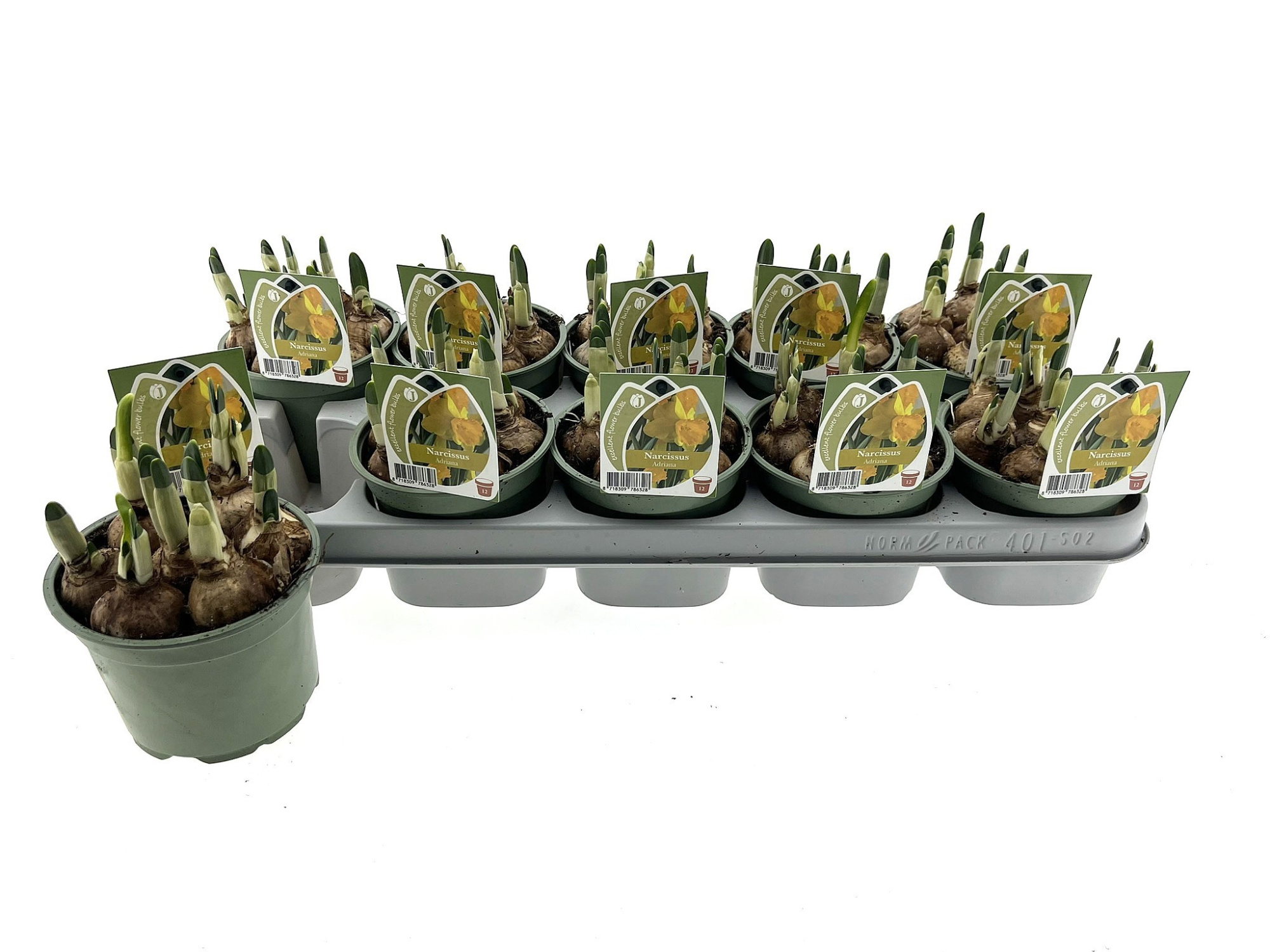 Narcis Adriana 12 cm, D 12