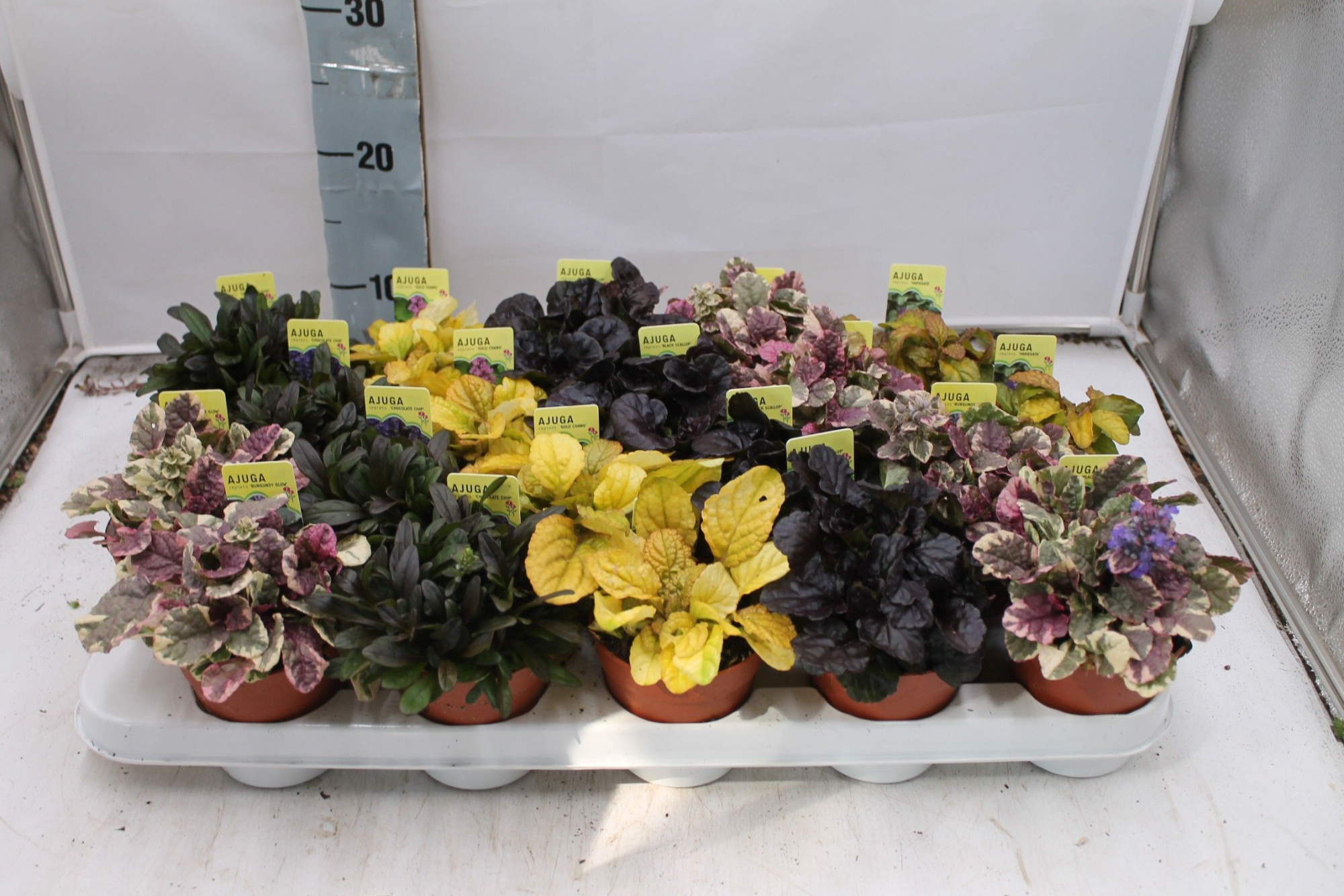 Ajuga reptans gemengd, D 9 cm