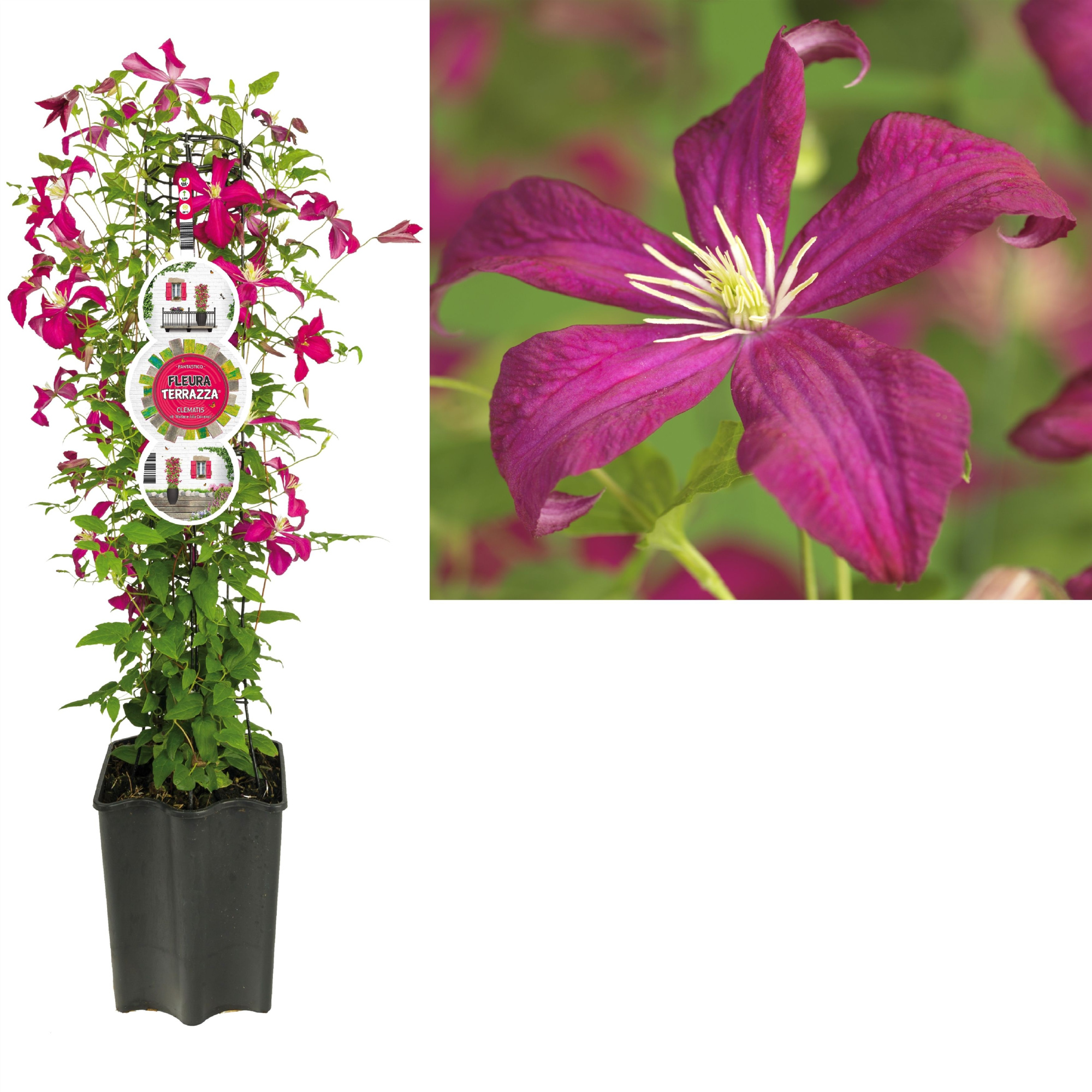 FleuraTerrazza W320 Clematis vit. 'Madame Julia Correvon' +label, D 19