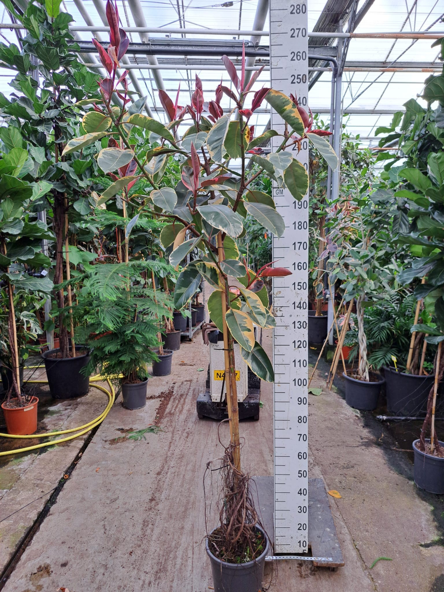 Ficus Elastica Belize vertakte stam 250, D 30 cm